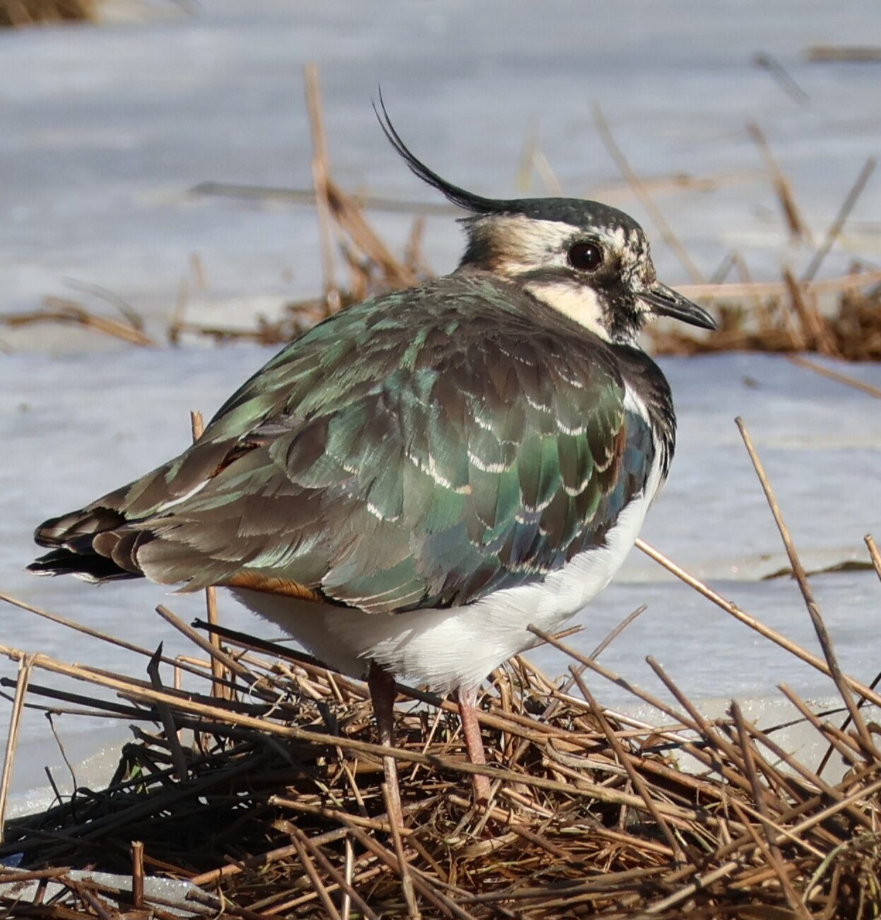 Valokuvaaja: Hanna Rönty