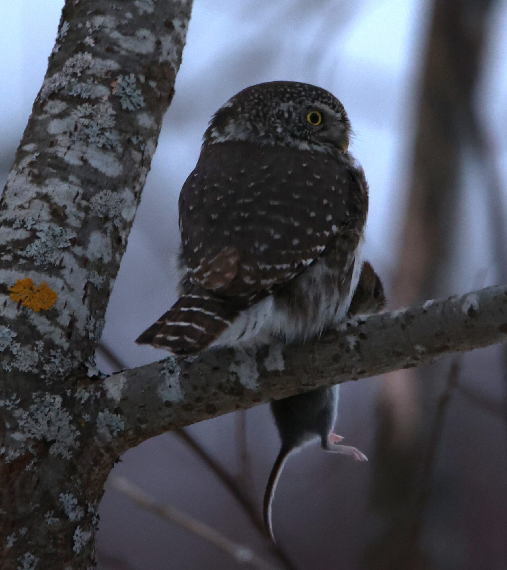 Valokuvaaja: Kaarina Heiskanen