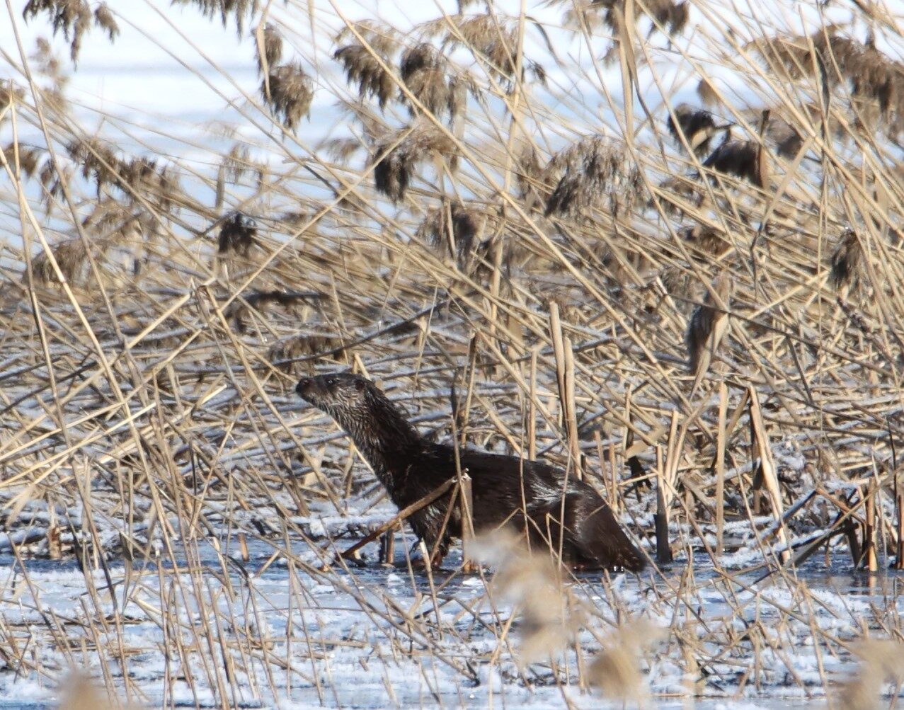 Valokuvaaja: Kaarina Heiskanen