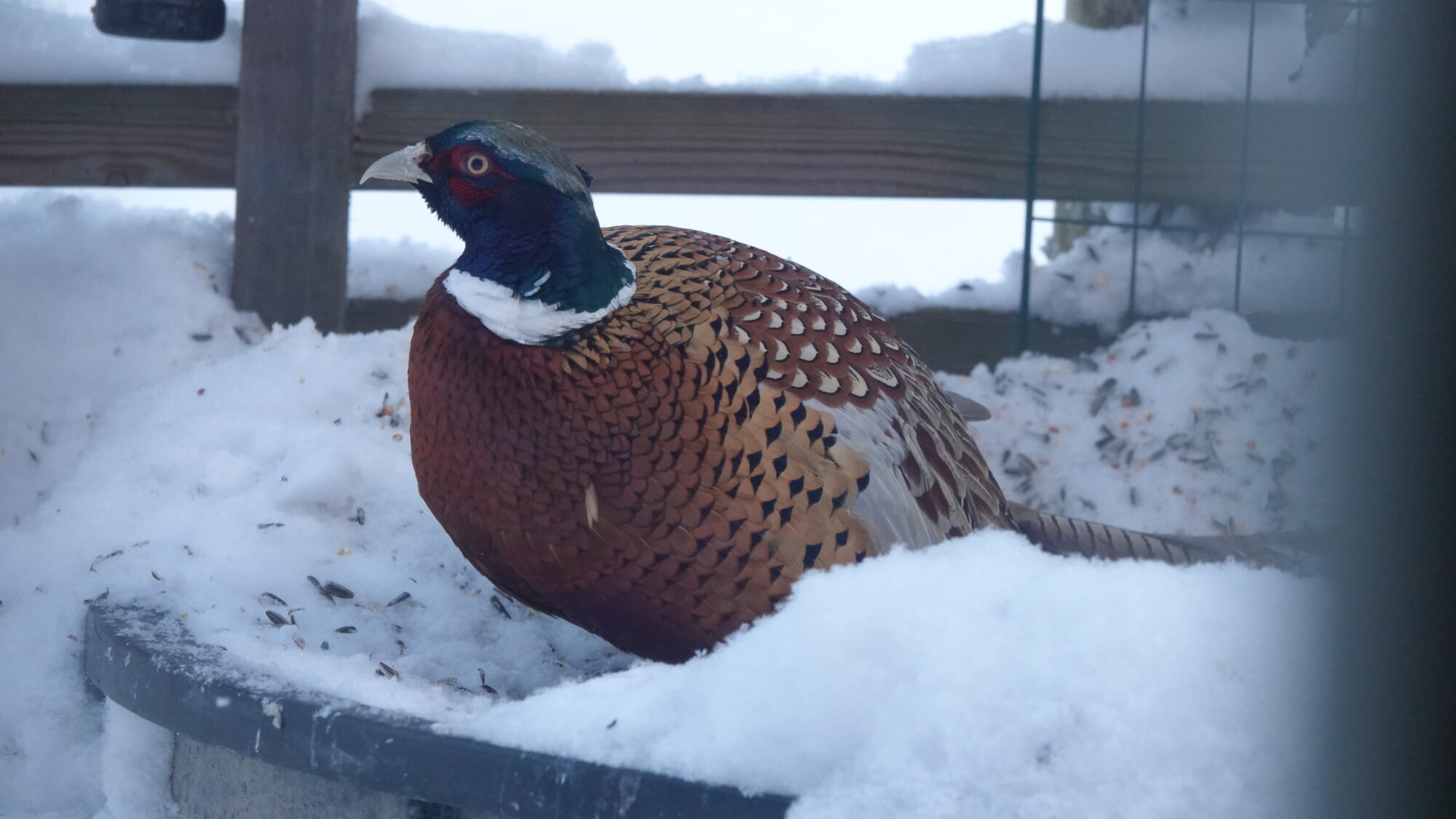 Valokuvaaja: Satu Välimaa Valokuvaaja: Satu Välimaa