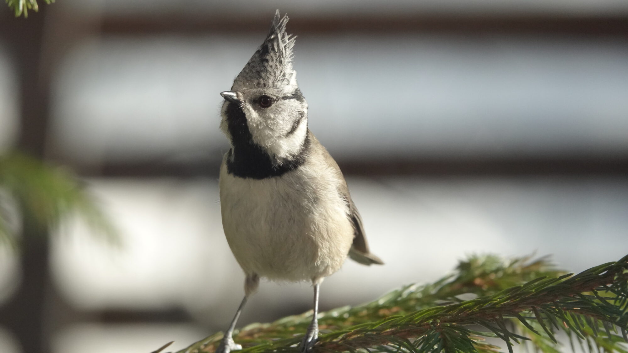 Valokuvaaja: Satu Välimaa Valokuvaaja: Satu Välimaa