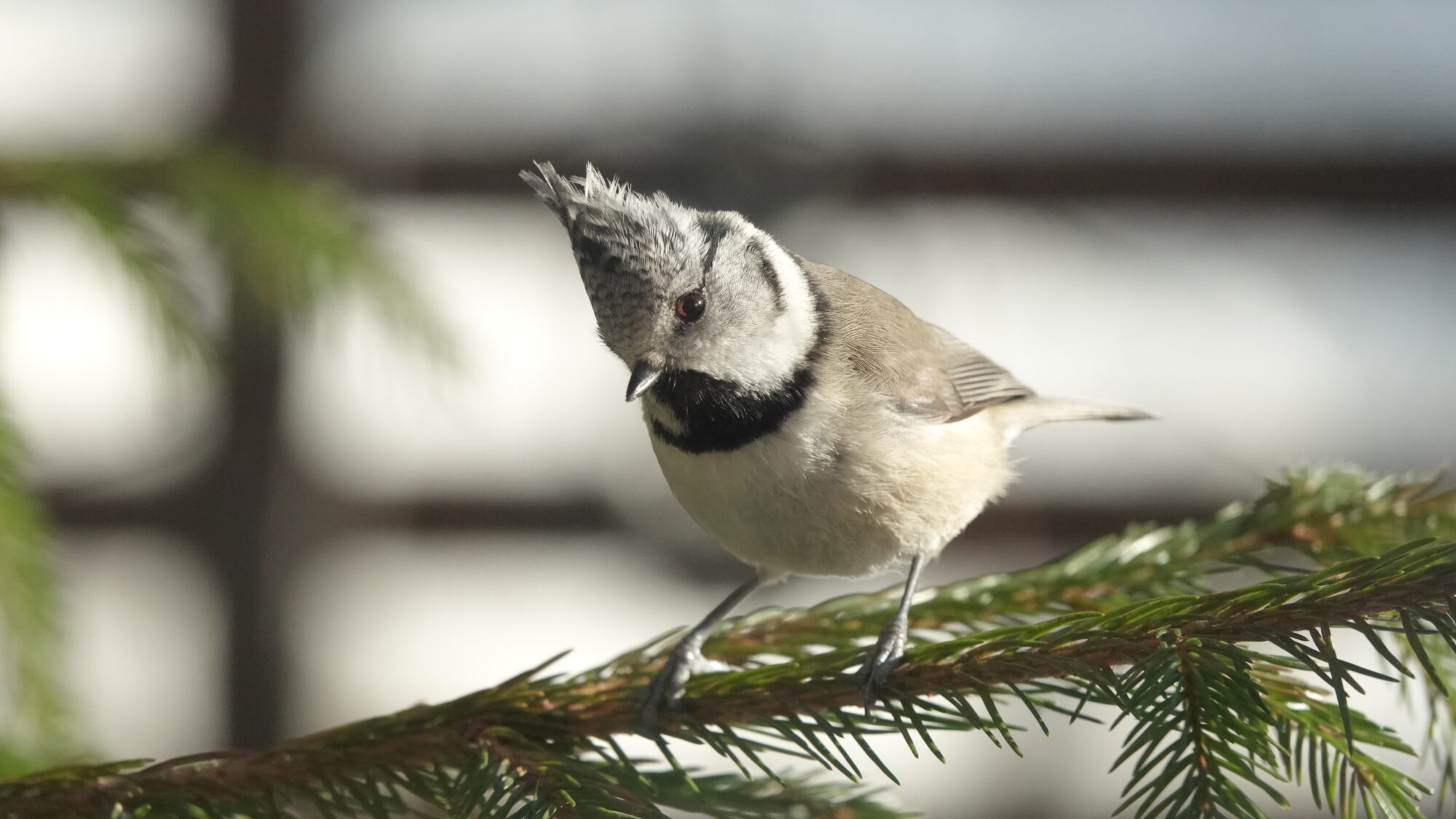 Valokuvaaja: Satu Välimaa