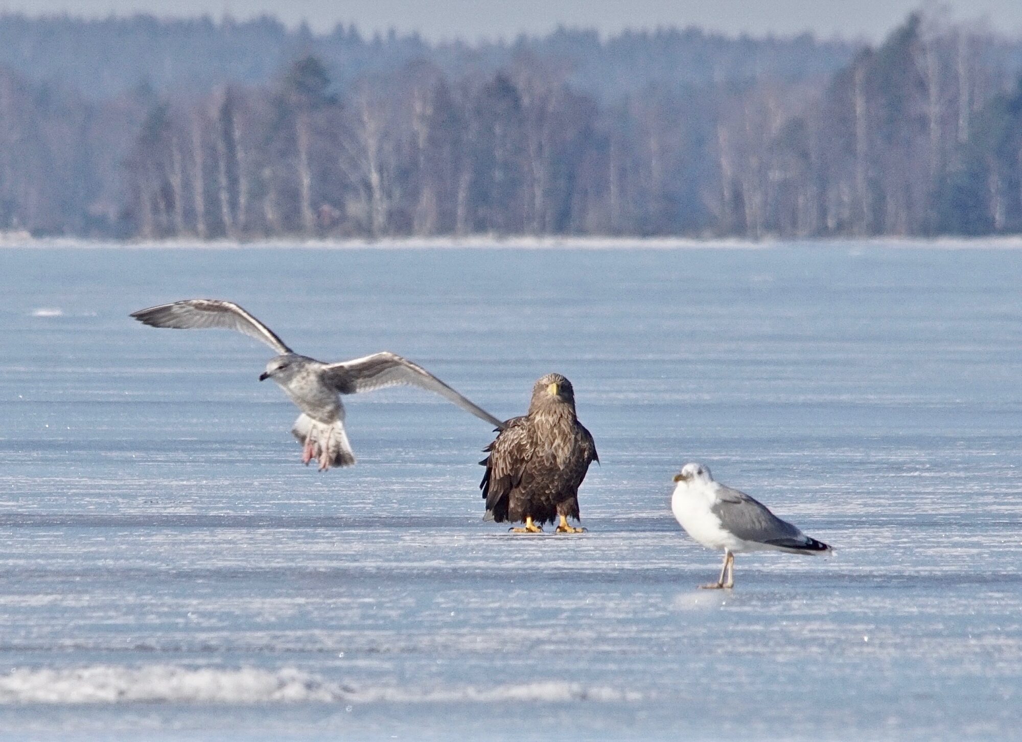 Valokuvaaja: Markku Rantaeilola