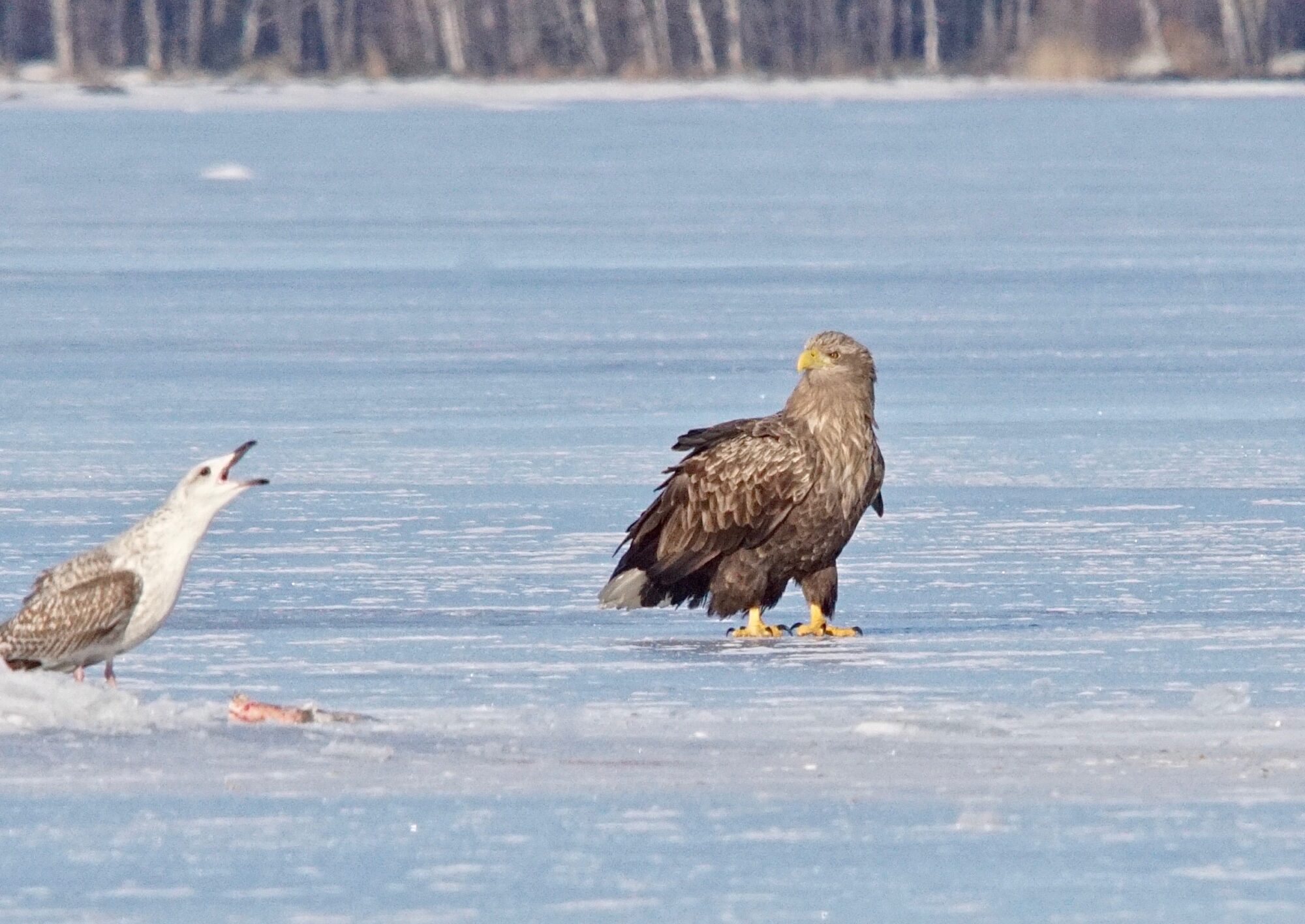 Valokuvaaja: Markku Ranta-Eilola