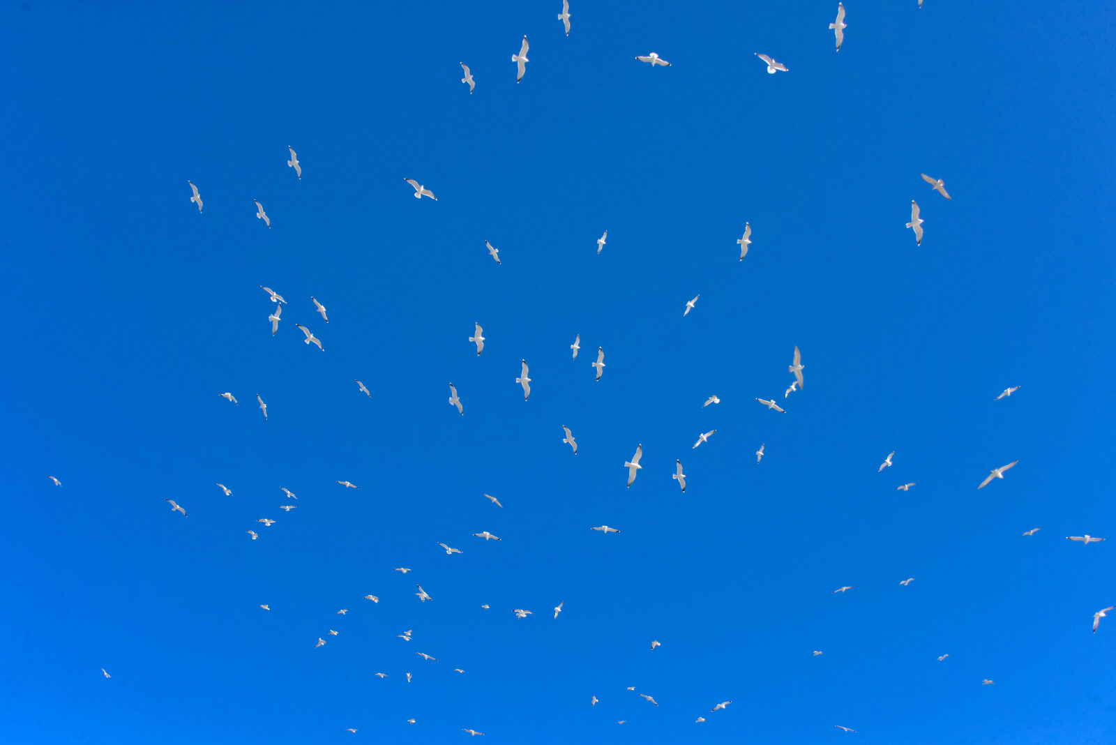Valokuvaaja: Reijo Juurinen Valokuvaaja: Reijo Juurinen