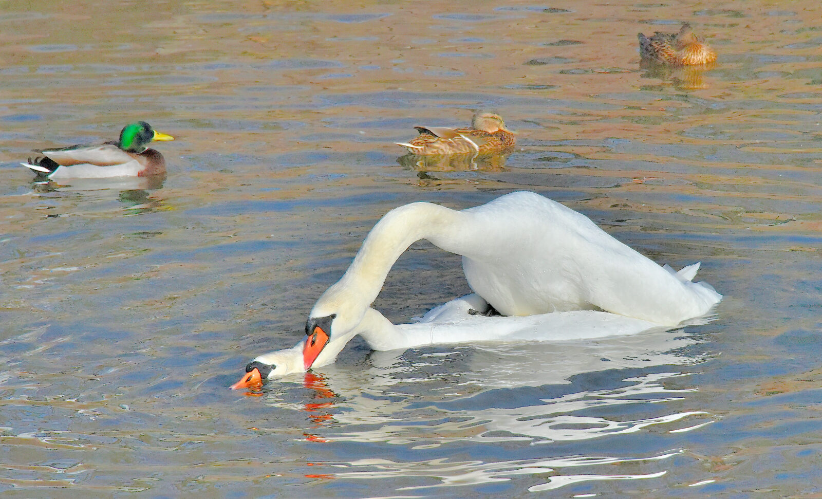 Valokuvaaja: Reijo Juurinen