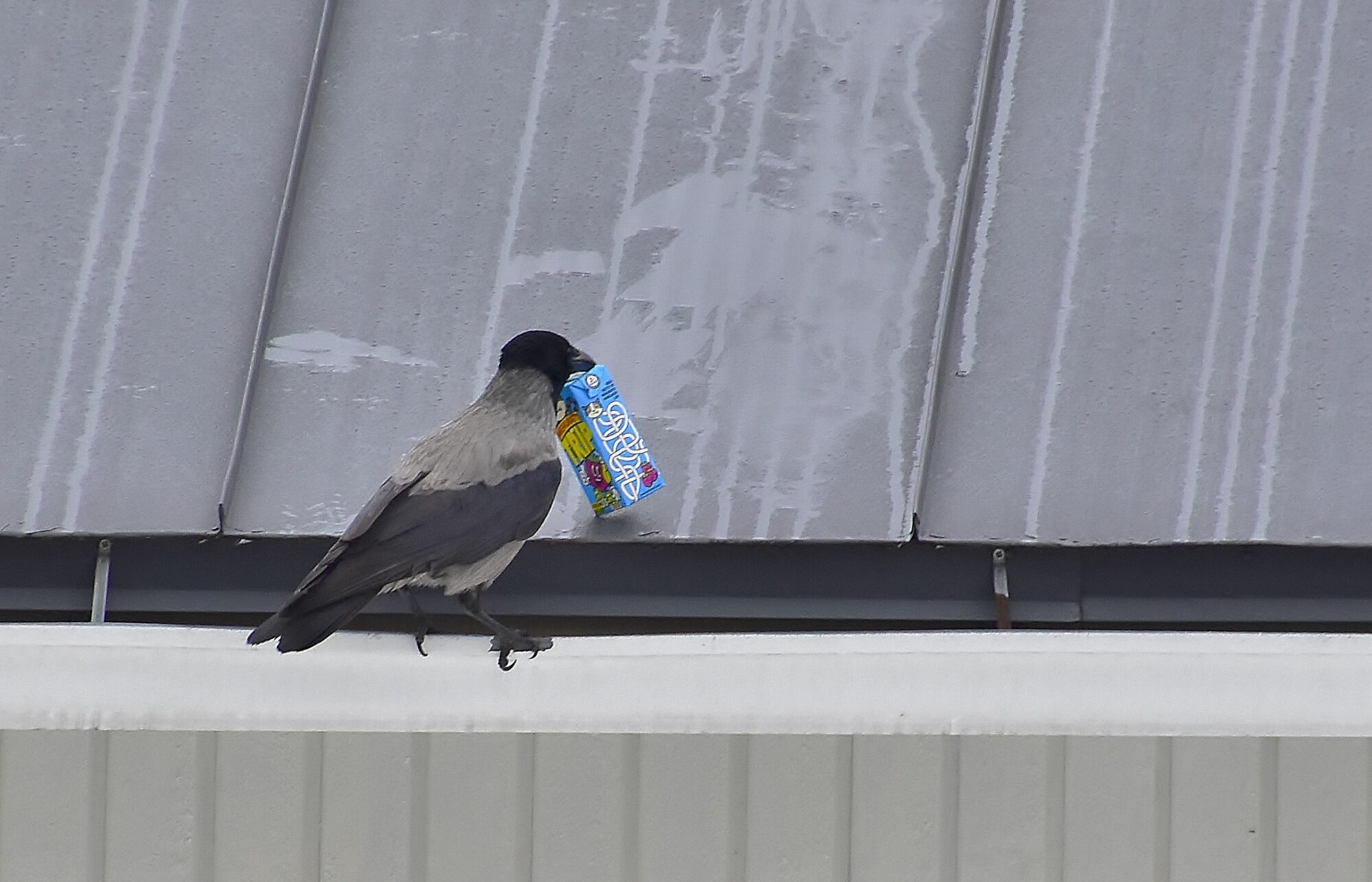 Valokuvaaja: Markku Pelkonen