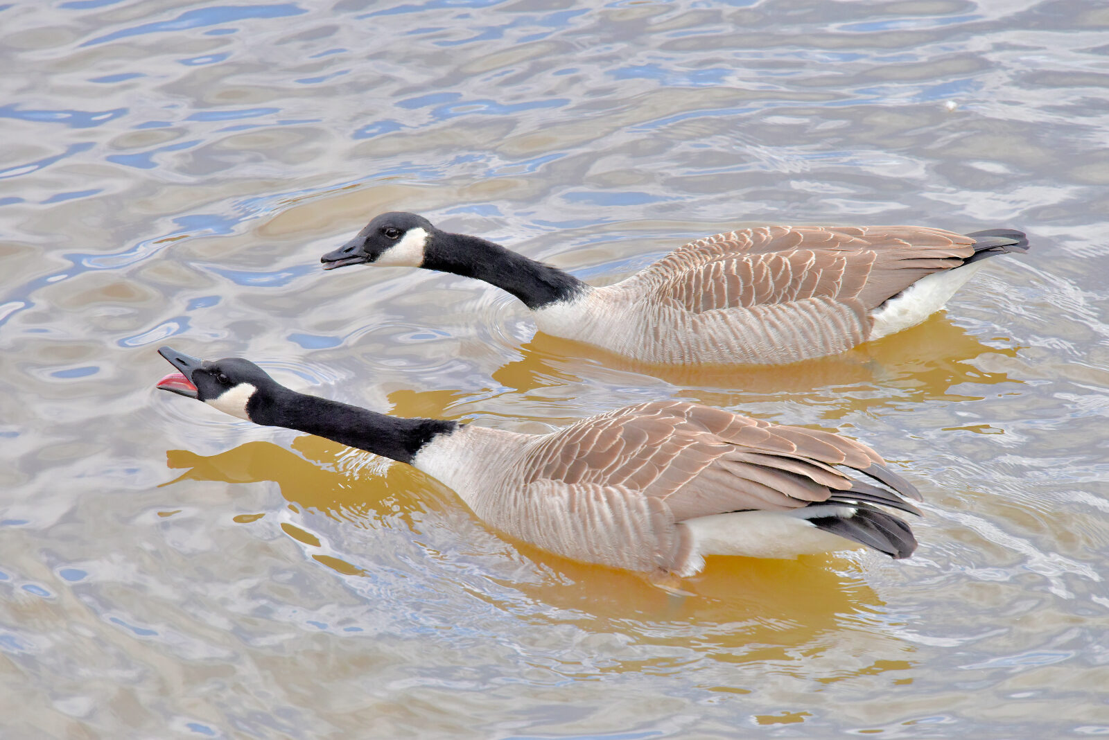Valokuvaaja: Reijo Juurinen Valokuvaaja: Reijo Juurinen