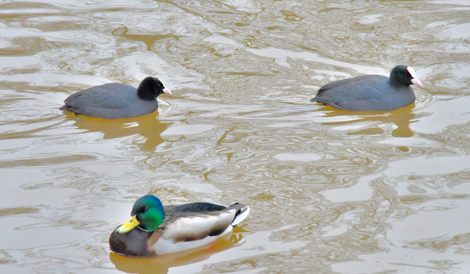 Valokuvaaja: Reijo Juurinen