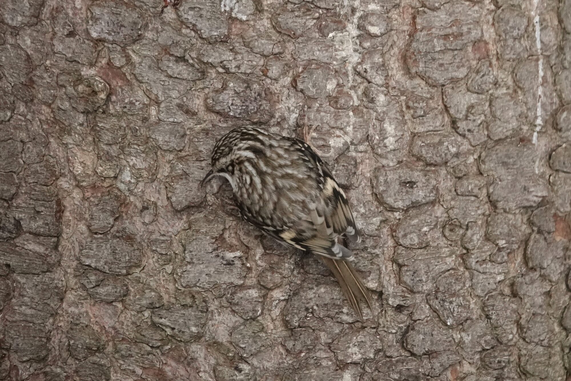 Valokuvaaja: Maarit Siitonen