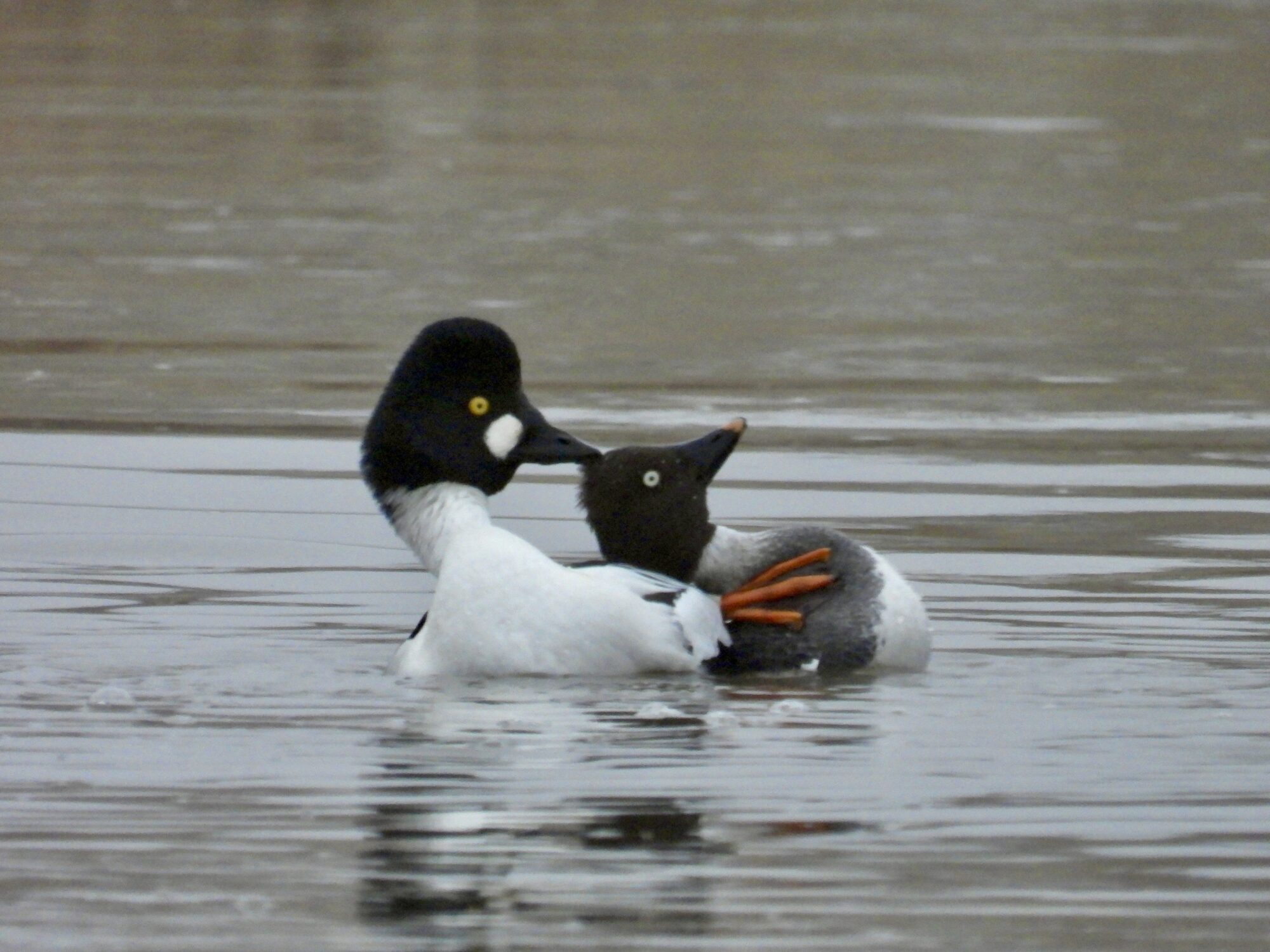 Valokuvaaja: Juhani Peltonen