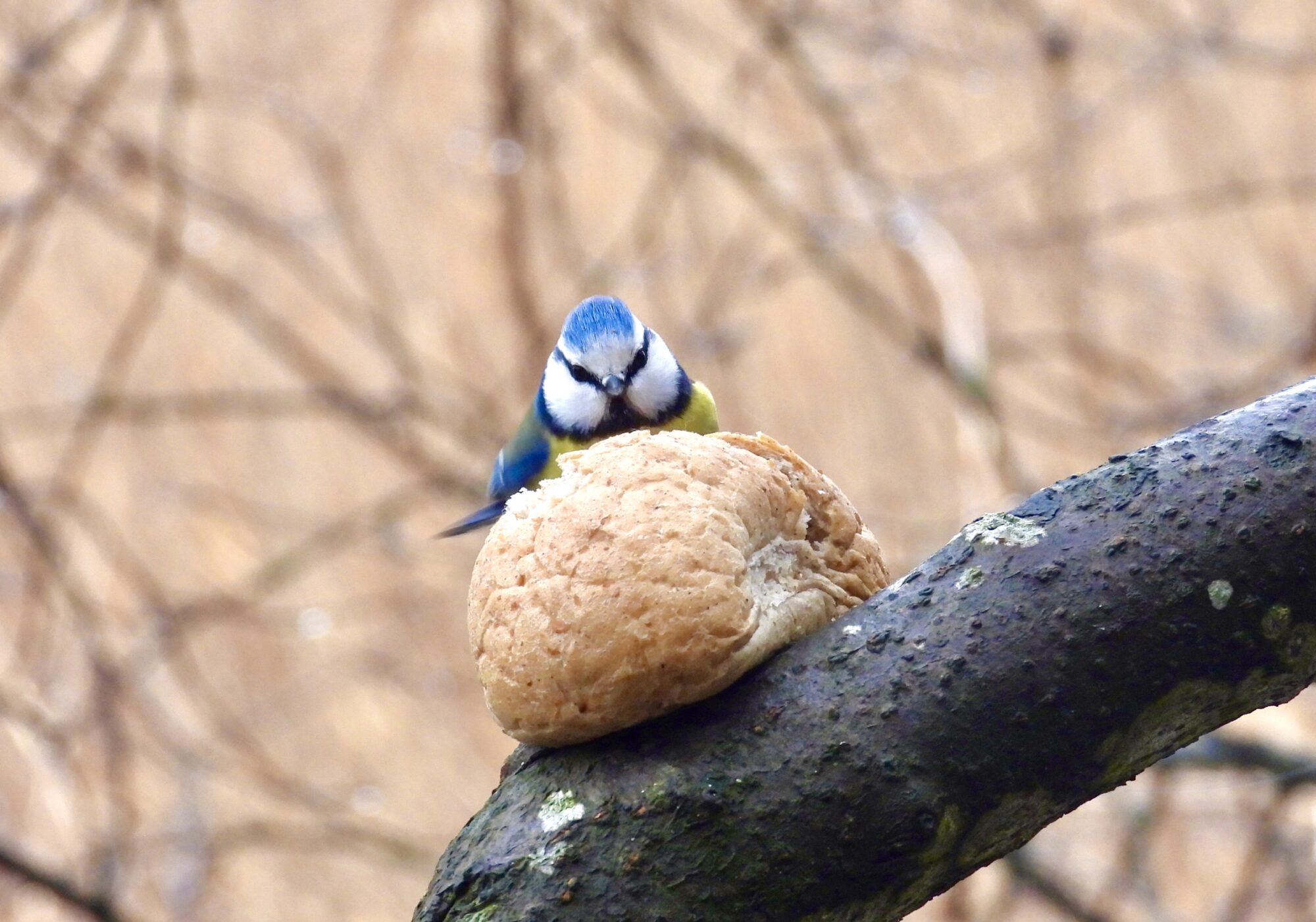 Valokuvaaja: Juhani Peltonen