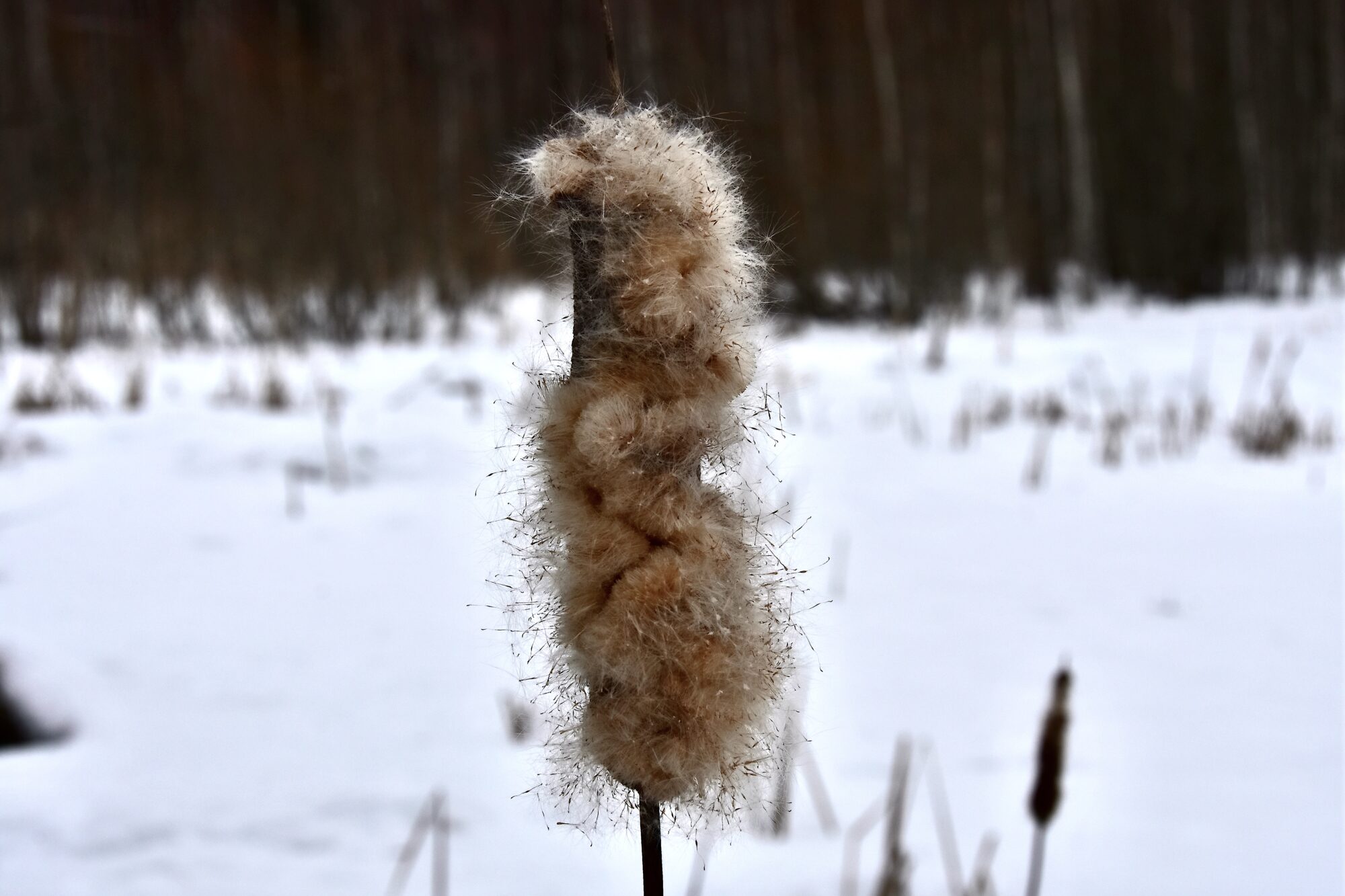 Valokuvaaja: Lasse Rokka