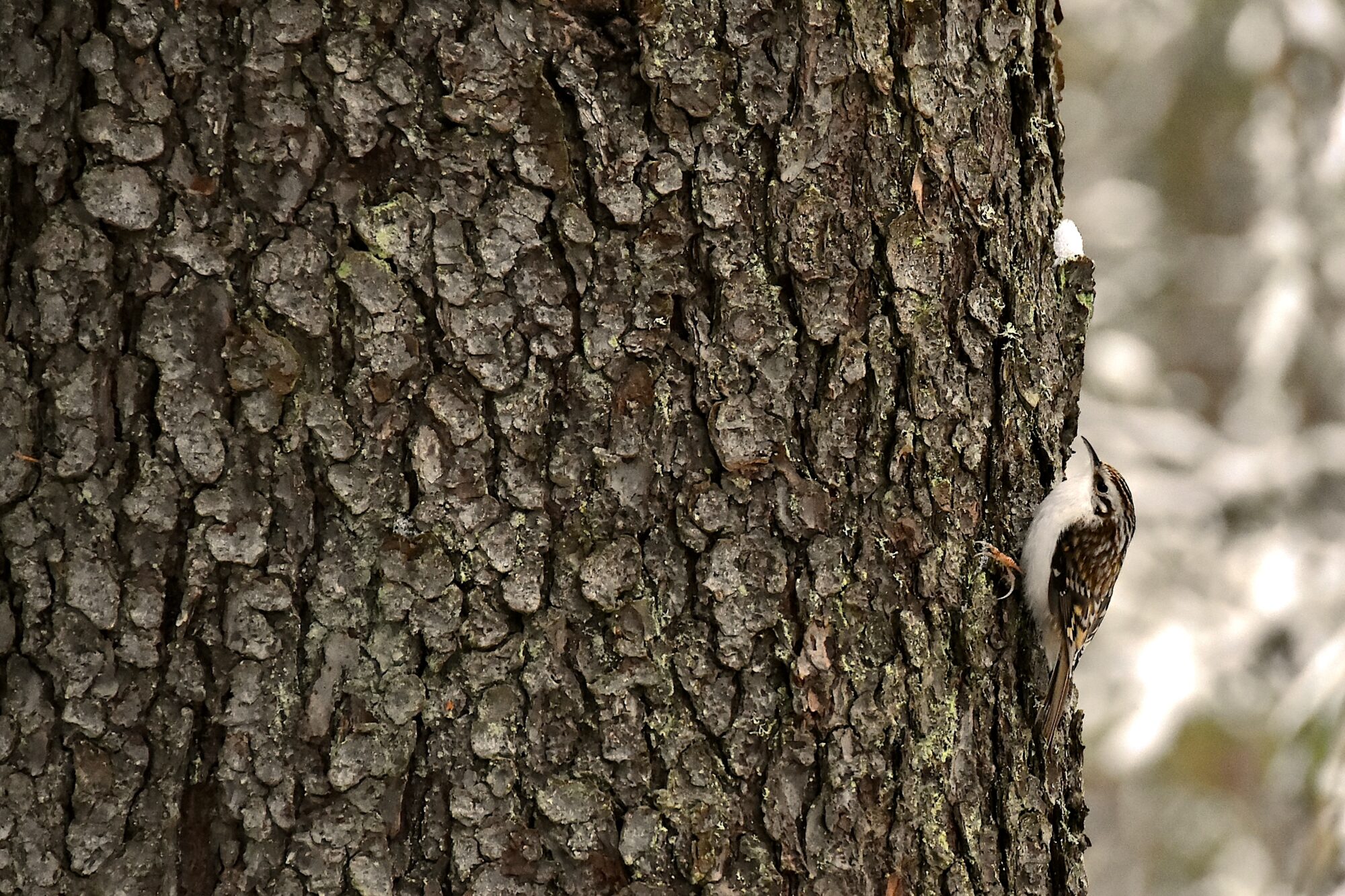 Valokuvaaja: Lasse Rokka