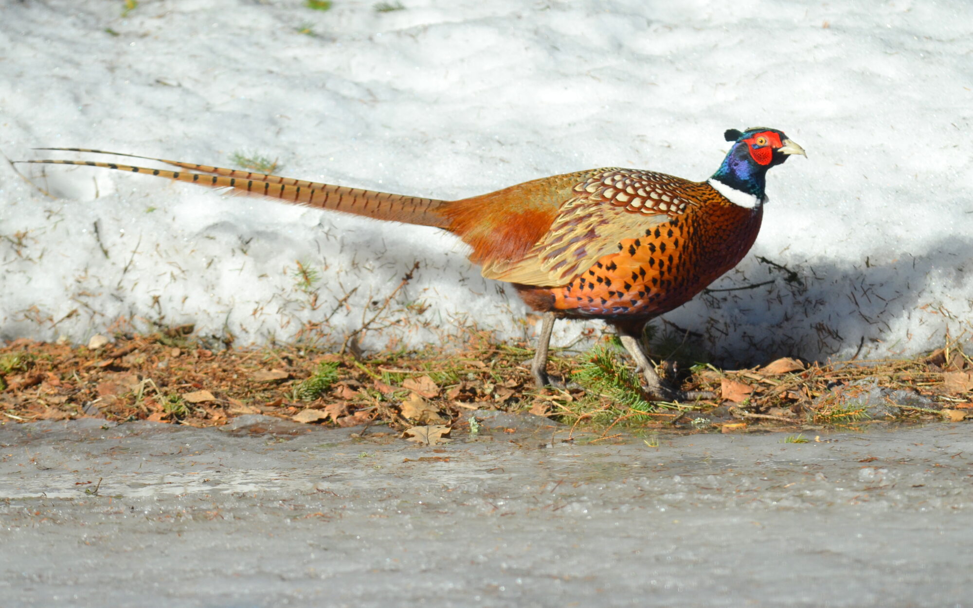 Valokuvaaja: Kaarlo Asikainen