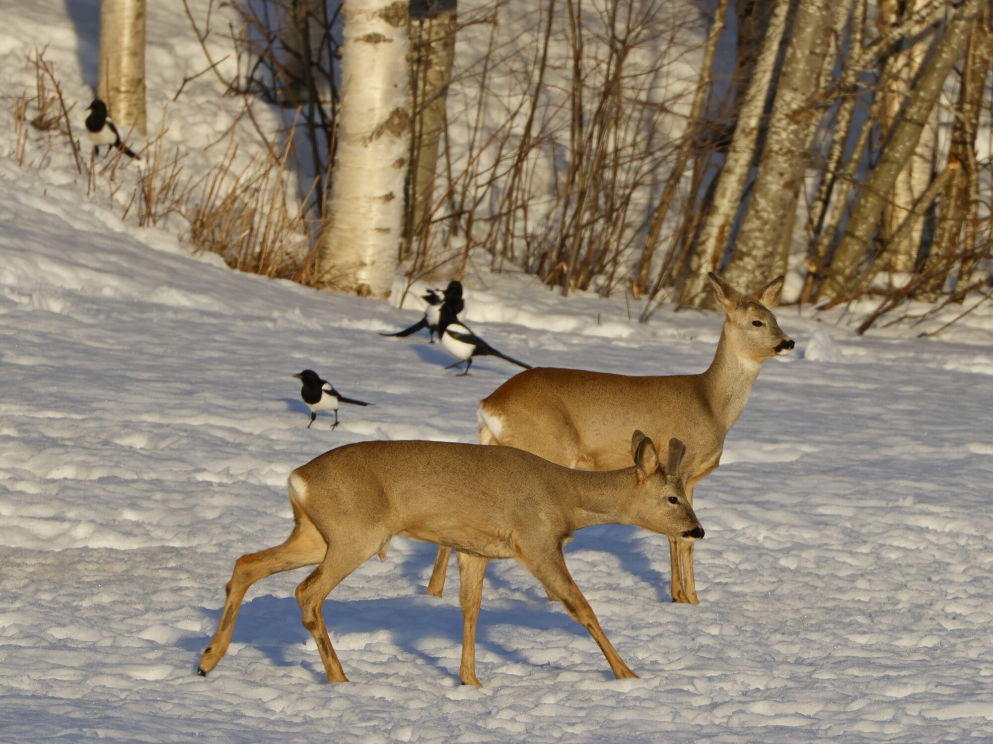 Valokuvaaja: TOMMI KUJALA