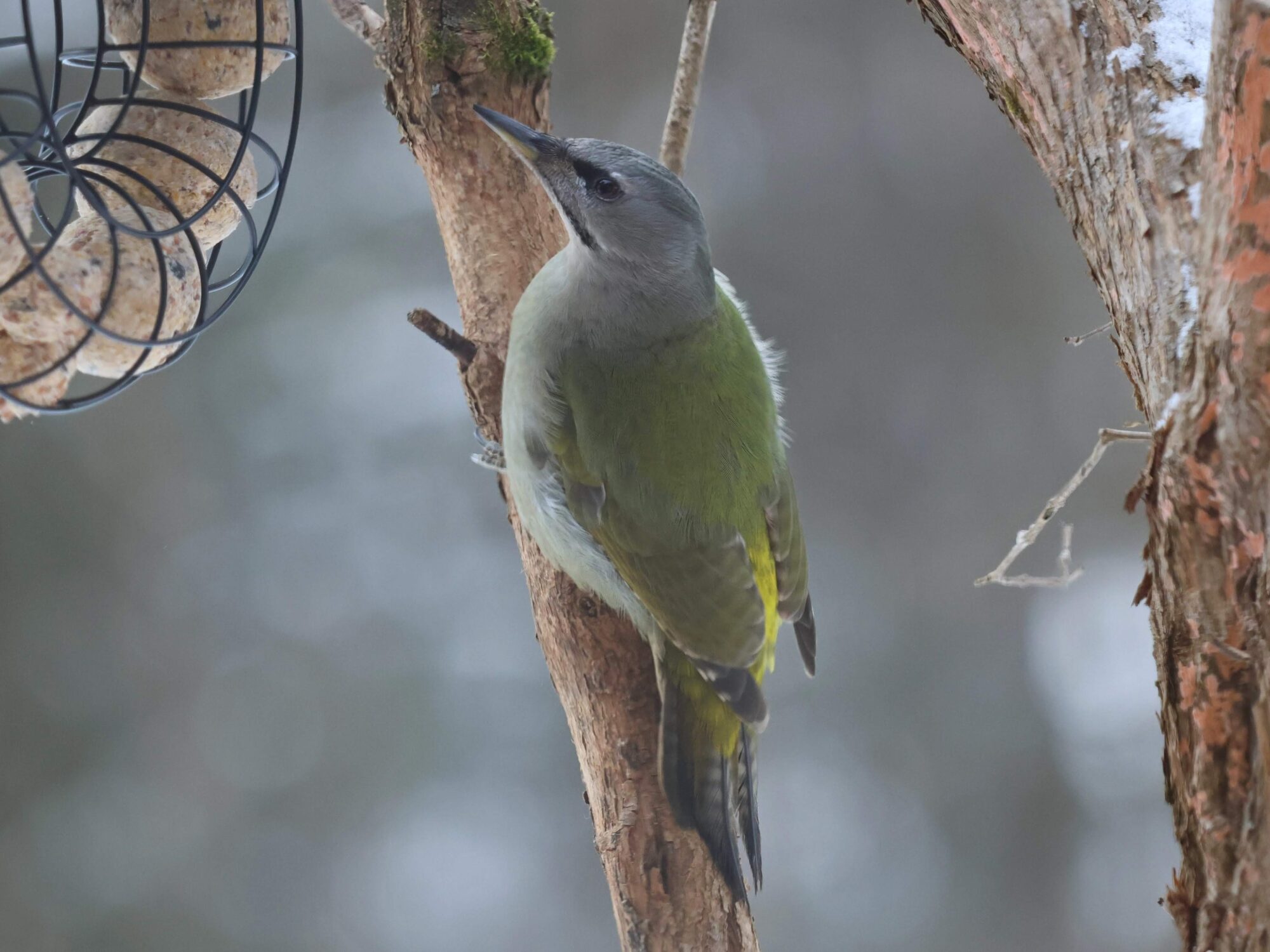 Valokuvaaja: TOMMI KUJALA
