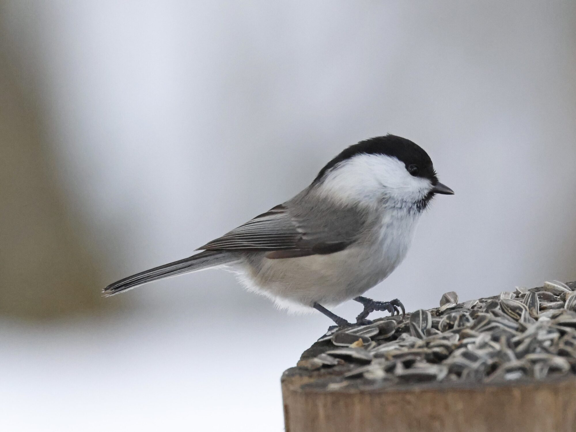 Valokuvaaja: TOMMI KUJALA Valokuvaaja: TOMMI KUJALA