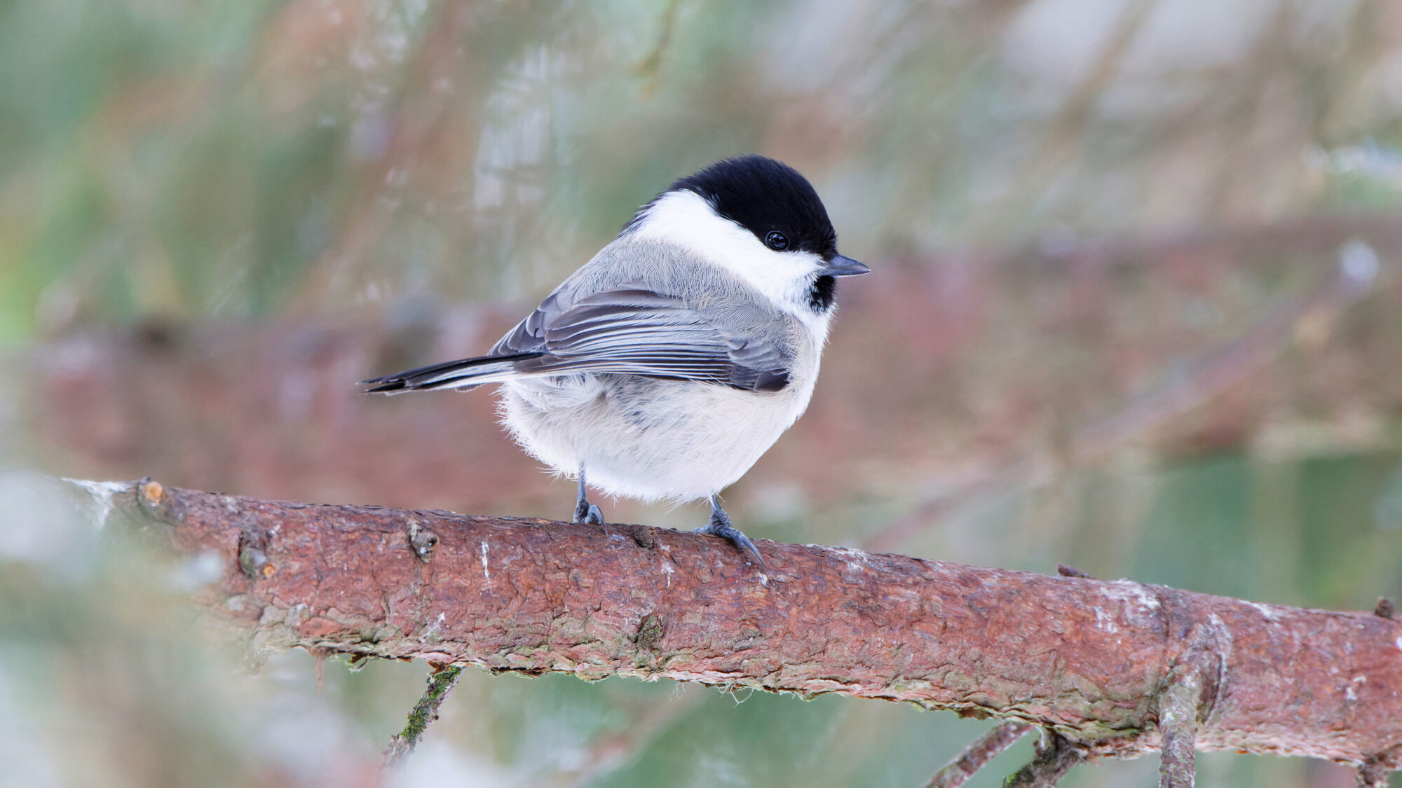 Valokuvaaja: TOMMI KUJALA Valokuvaaja: TOMMI KUJALA