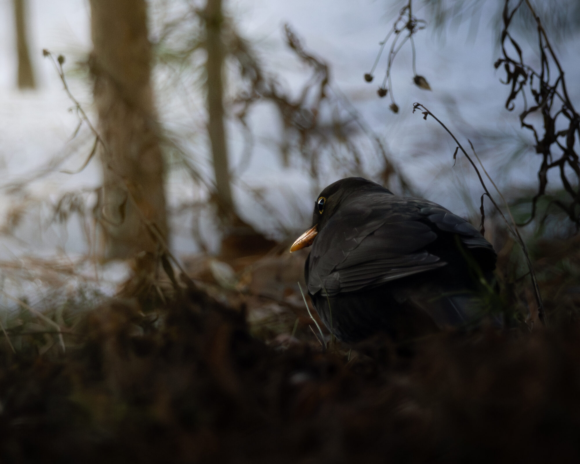 Valokuvaaja: Leevi Halme Valokuvaaja: Leevi Halme