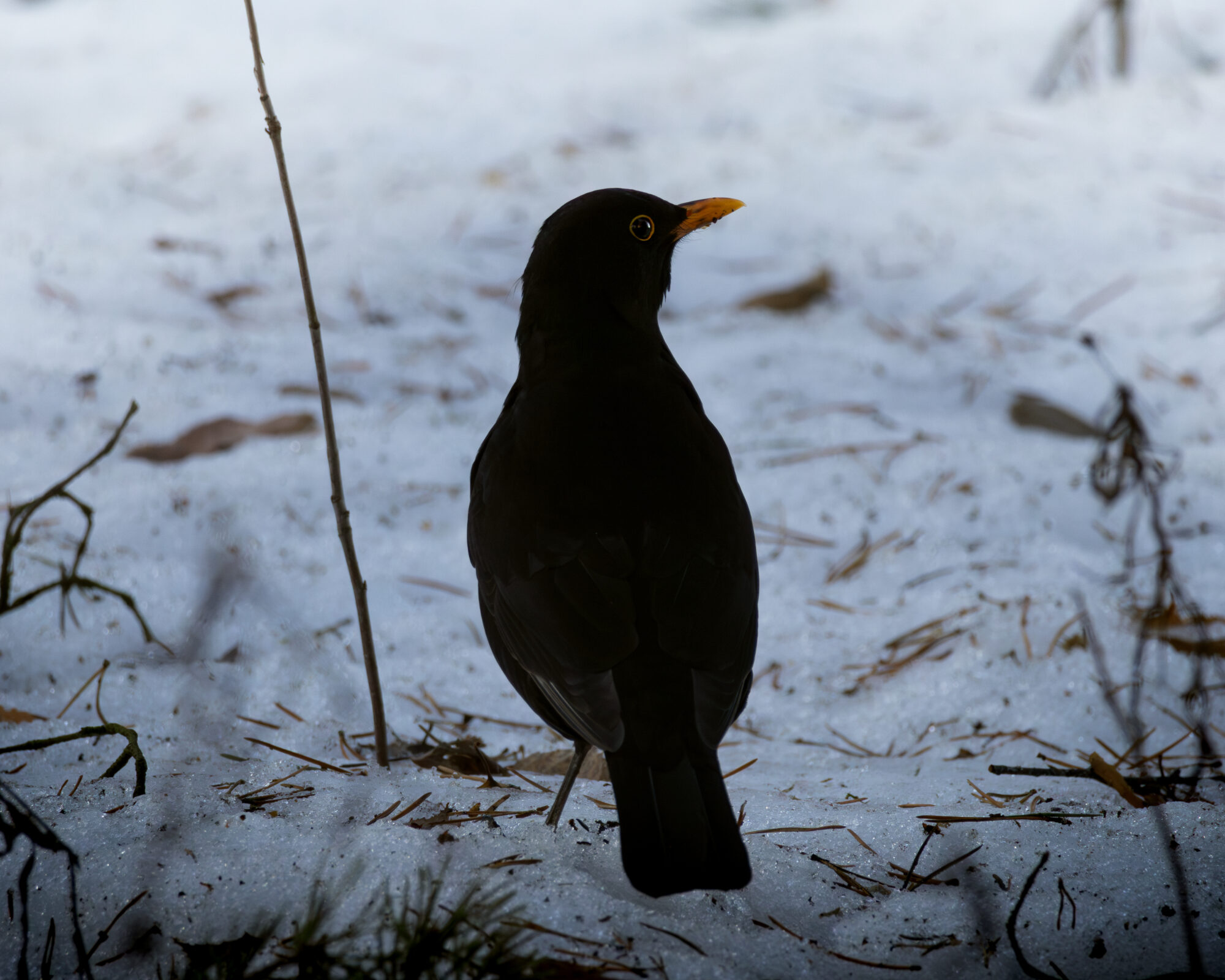 Valokuvaaja: Leevi Halme Valokuvaaja: Leevi Halme