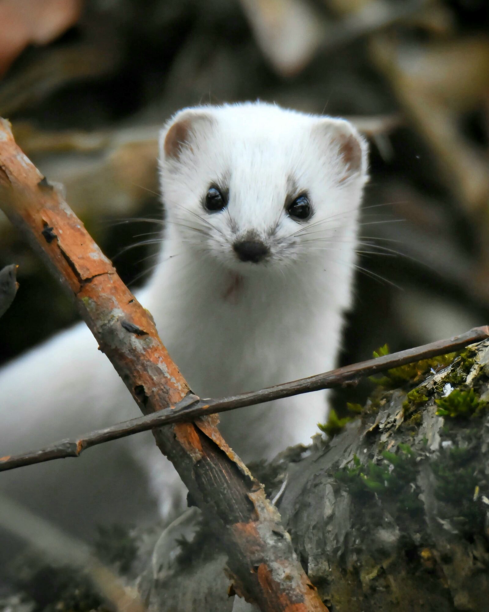 Valokuvaaja: @eraopa_s_wildlife_photography / Olli Inkinen