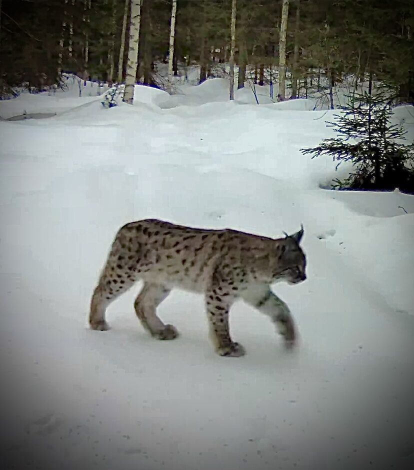 Valokuvaaja: Mikko Siikavesi