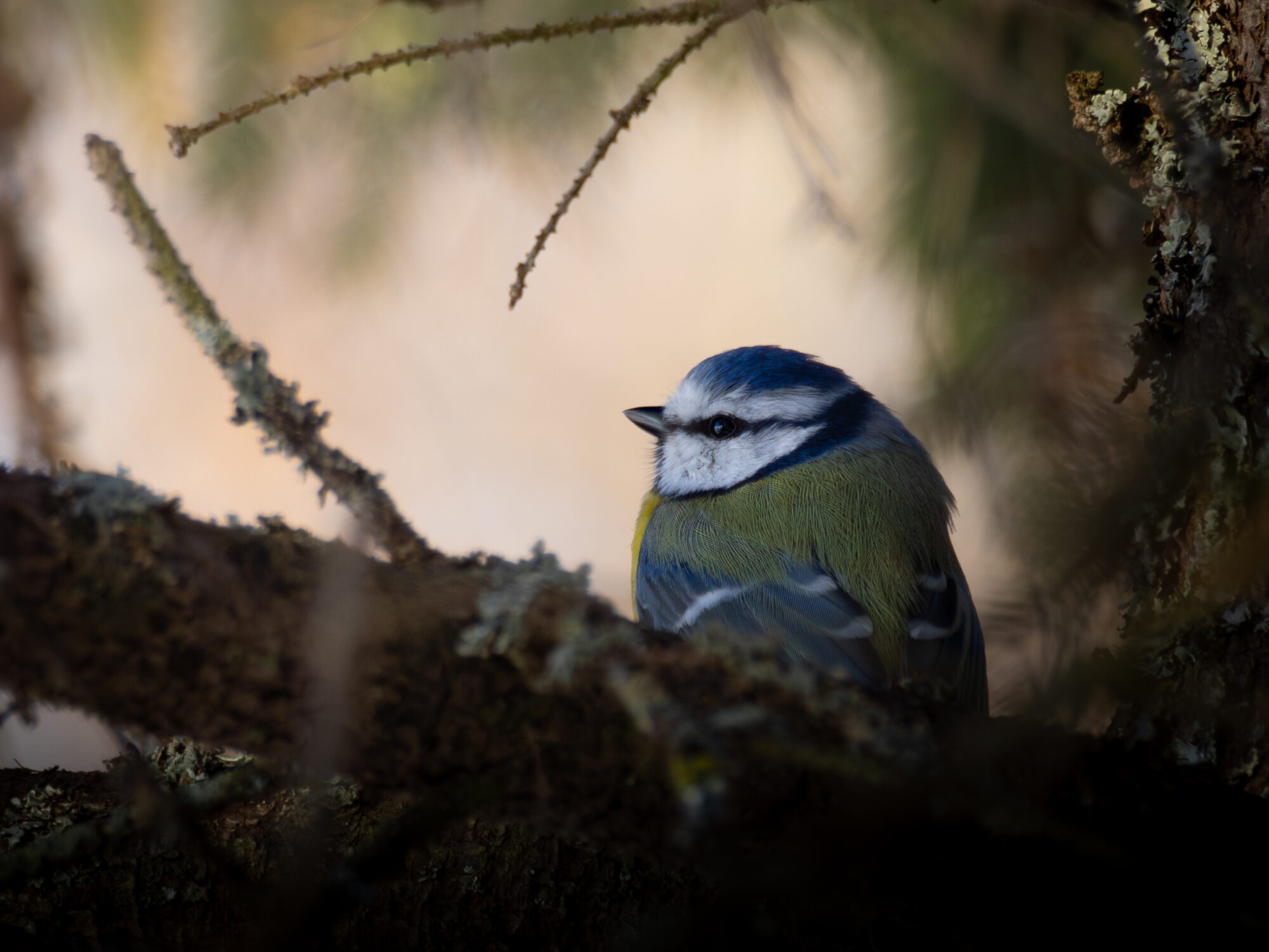 Valokuvaaja: Leevi Halme
