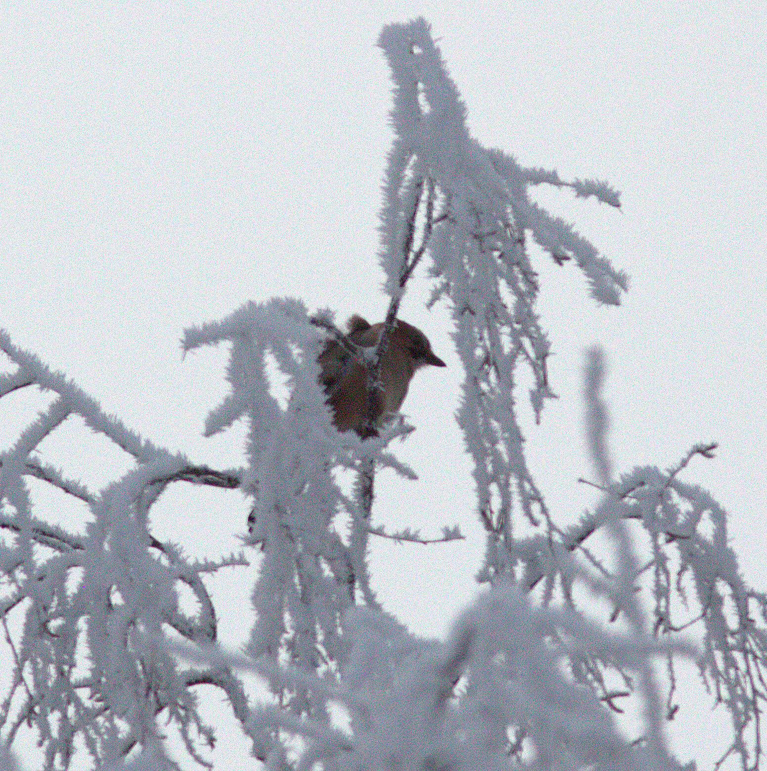 Valokuvaaja: Tapio Keinonen