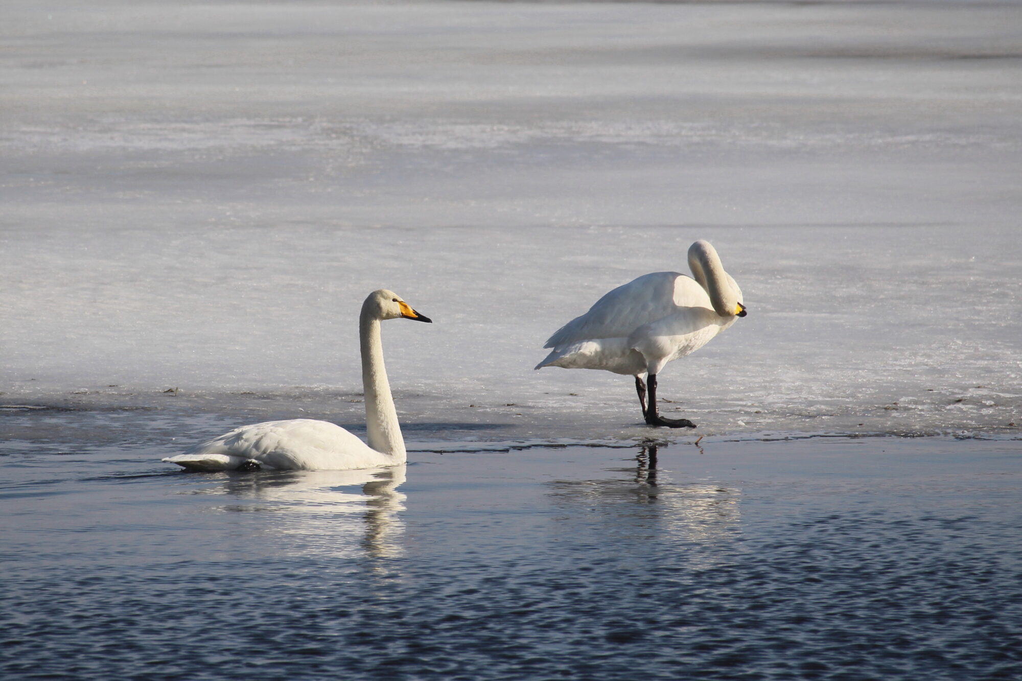 Valokuvaaja: Kirsi-Marja Joenpolvi