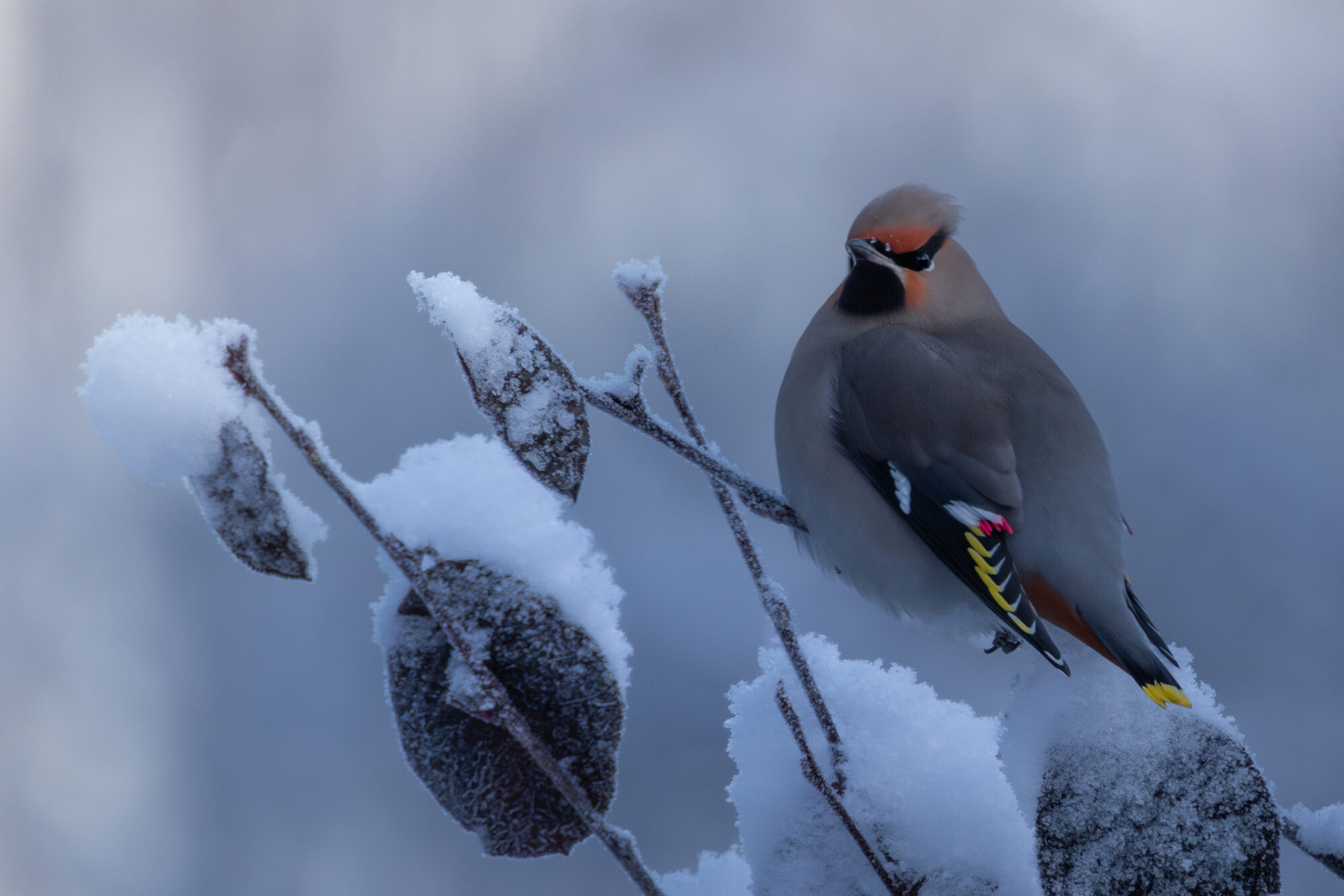 Valokuvaaja: Leevi Halme