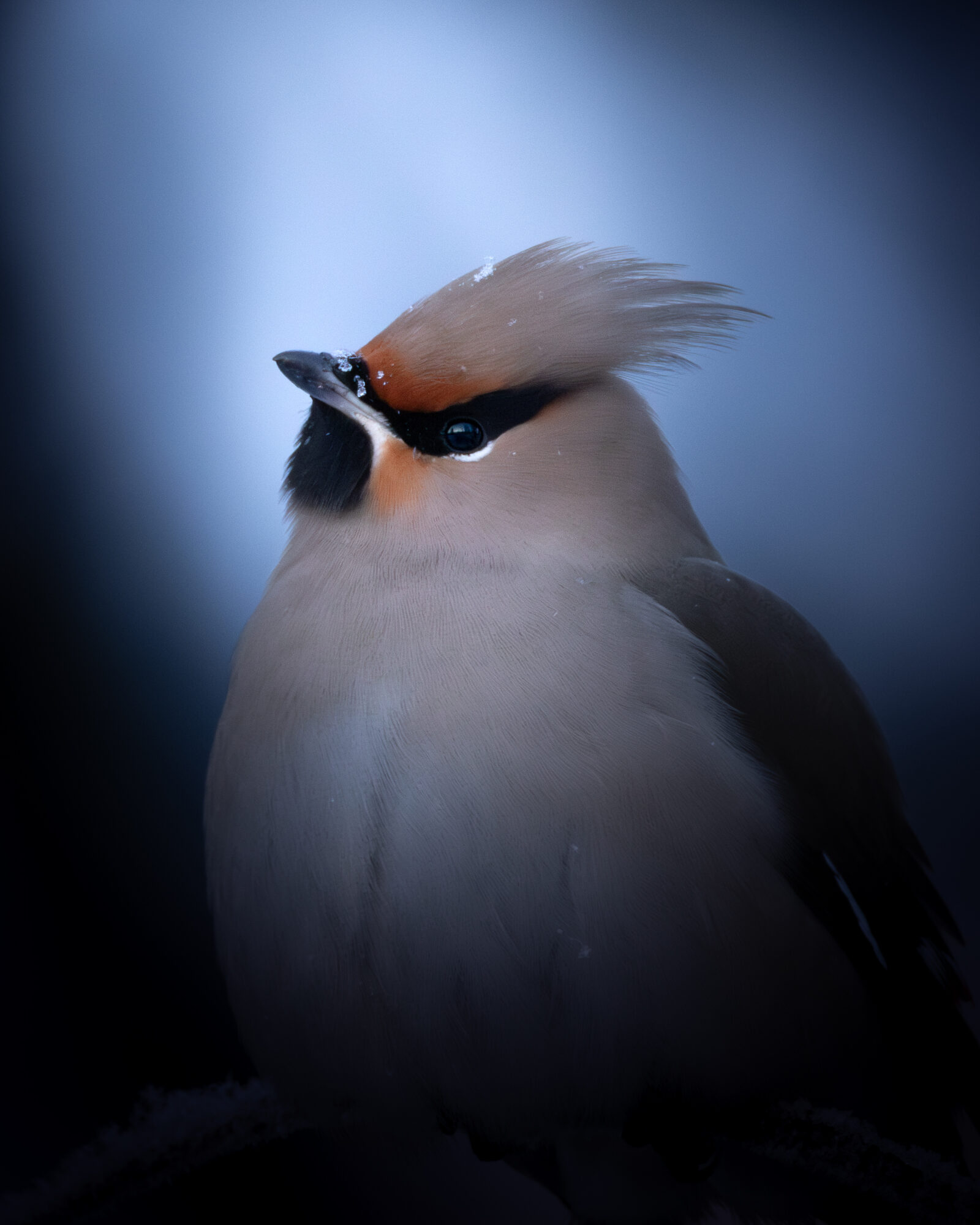 Valokuvaaja: Leevi Halme