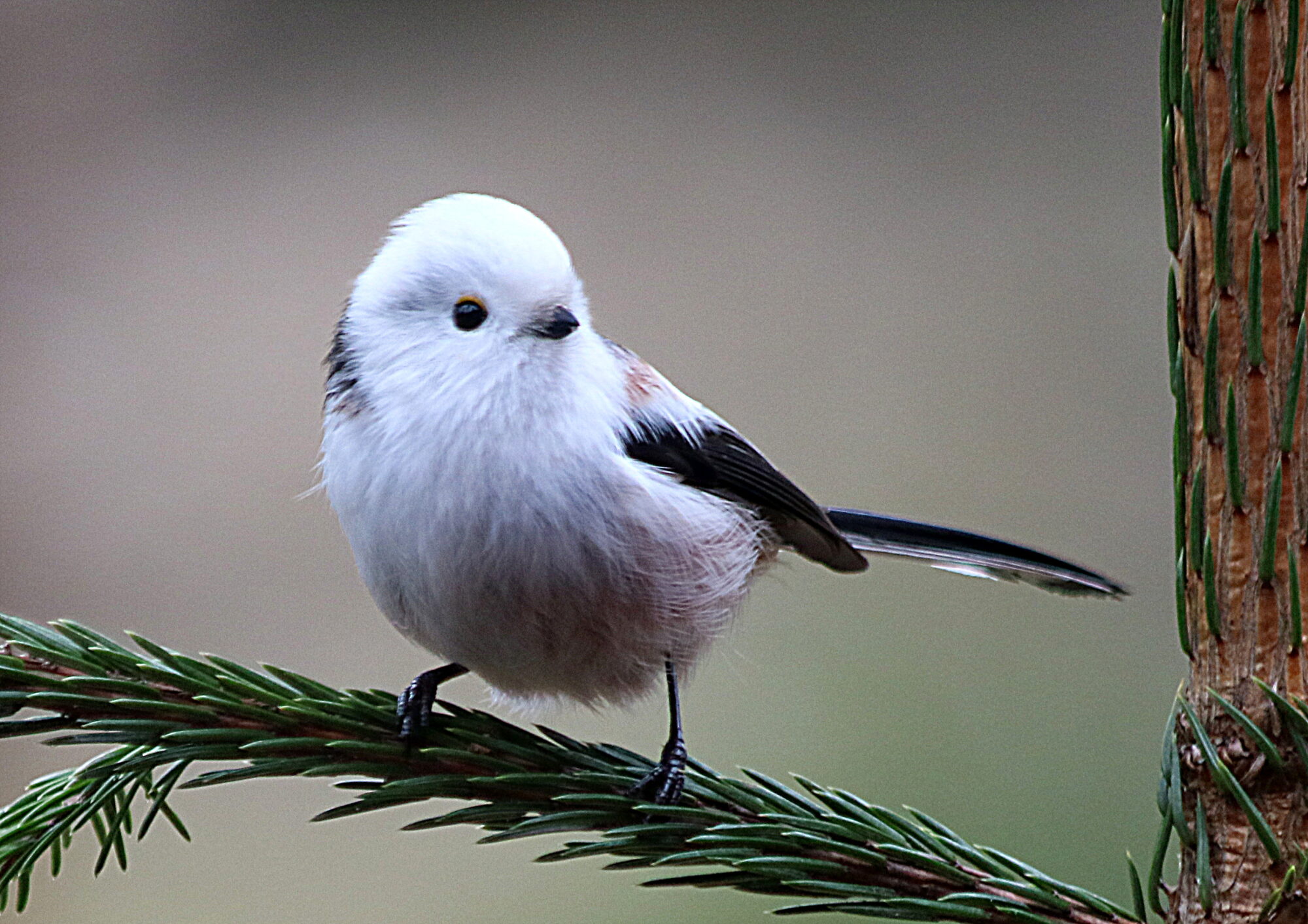 Valokuvaaja: Hannu Rasiranta Valokuvaaja: Hannu Rasiranta