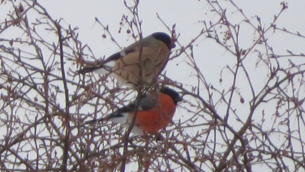 Valokuvaaja: Risto Kangassalo