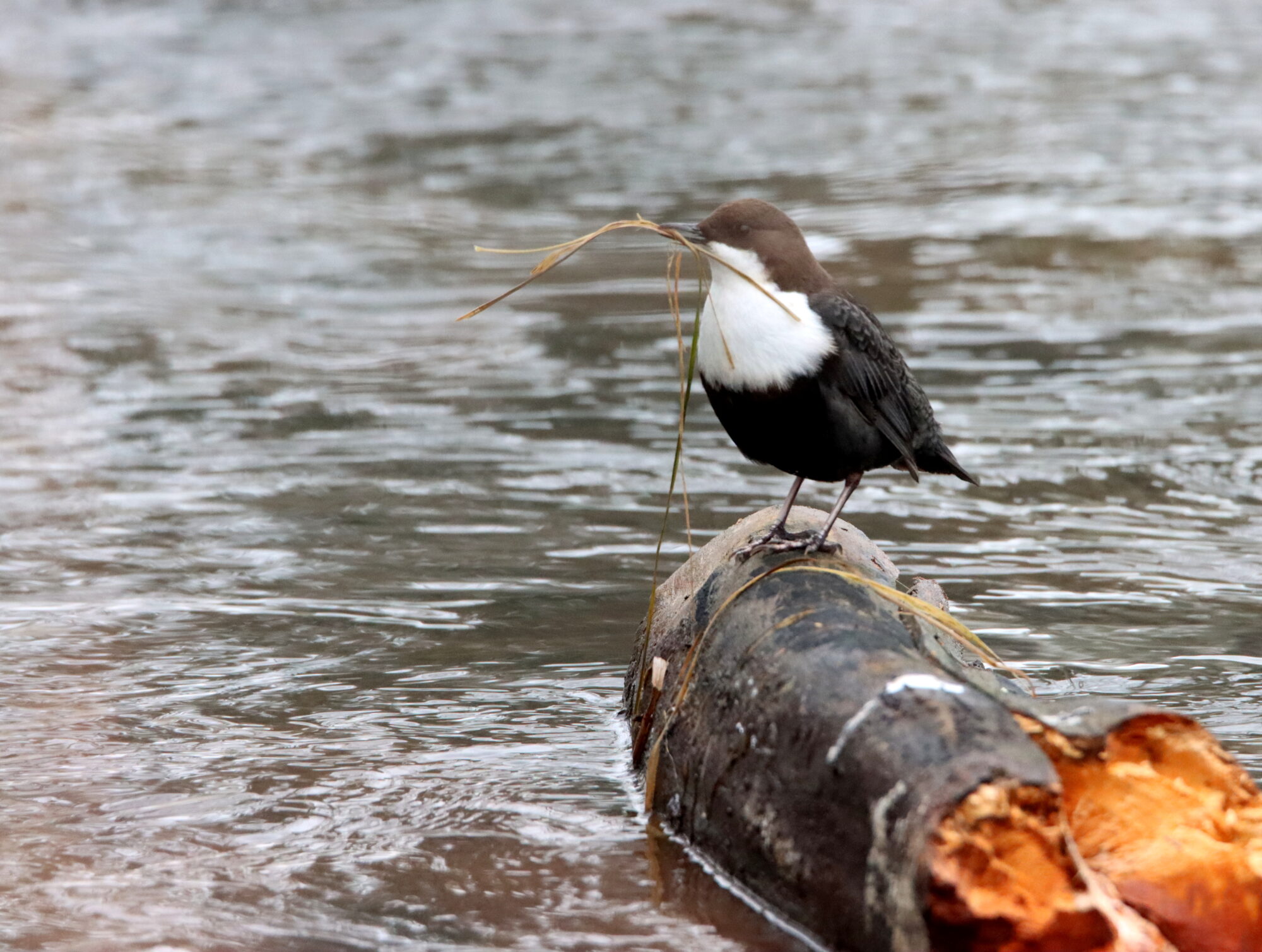 Valokuvaaja: Irja Lehtinen