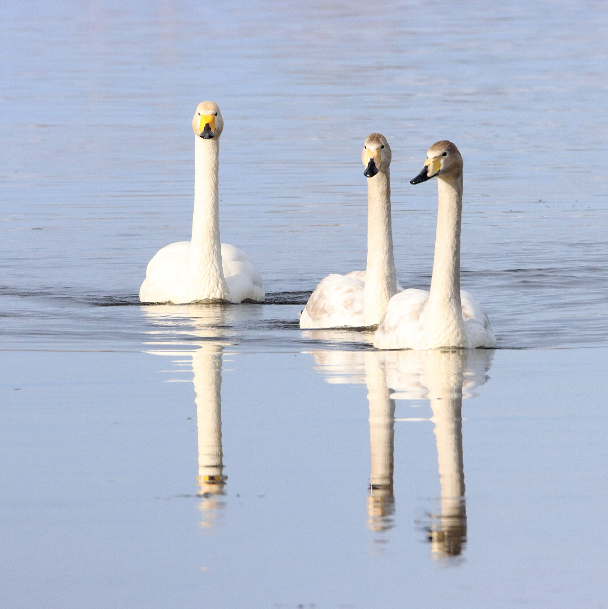 Valokuvaaja: Irja Lehtinen