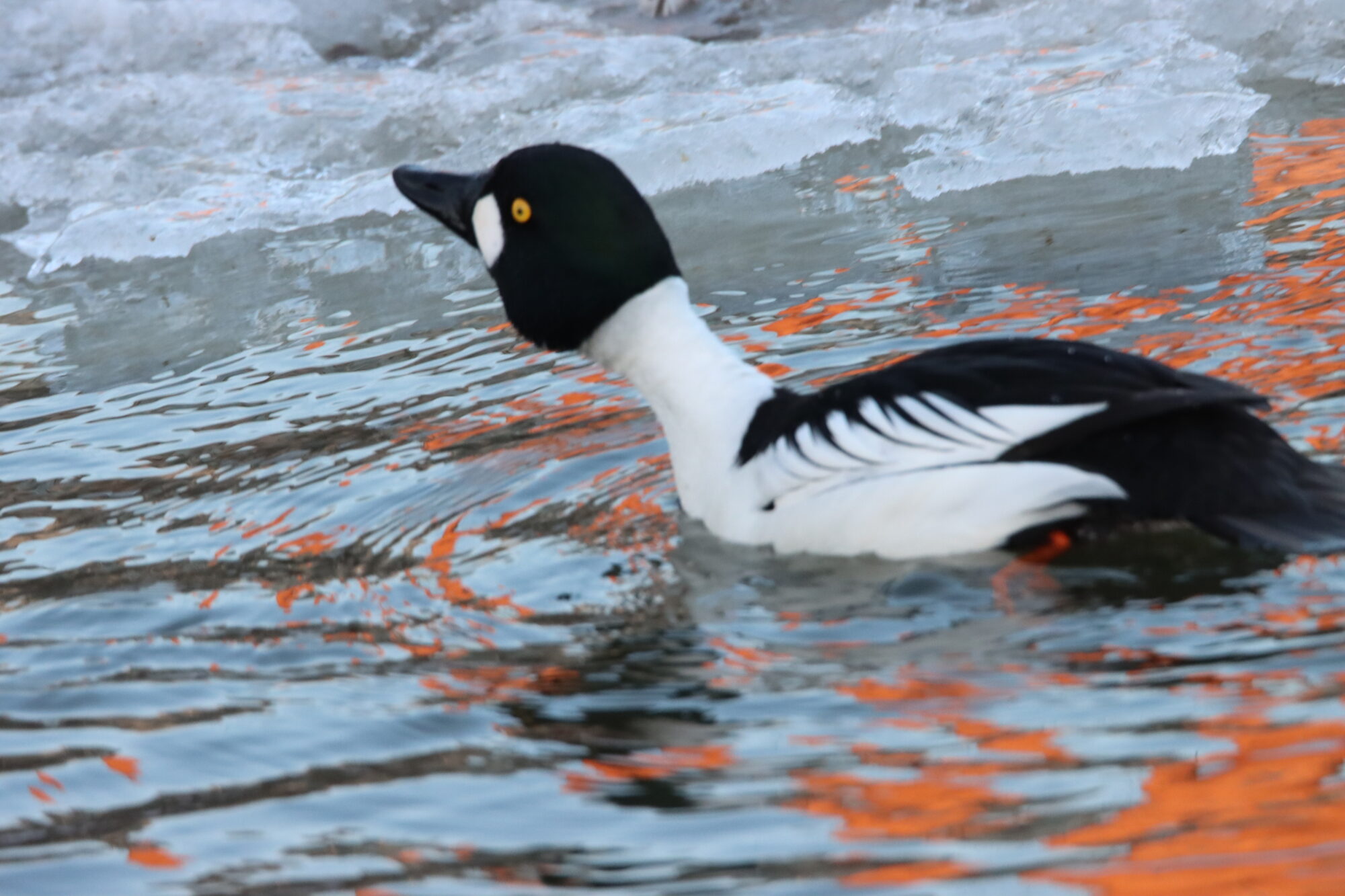Valokuvaaja: Irja Lehtinen
