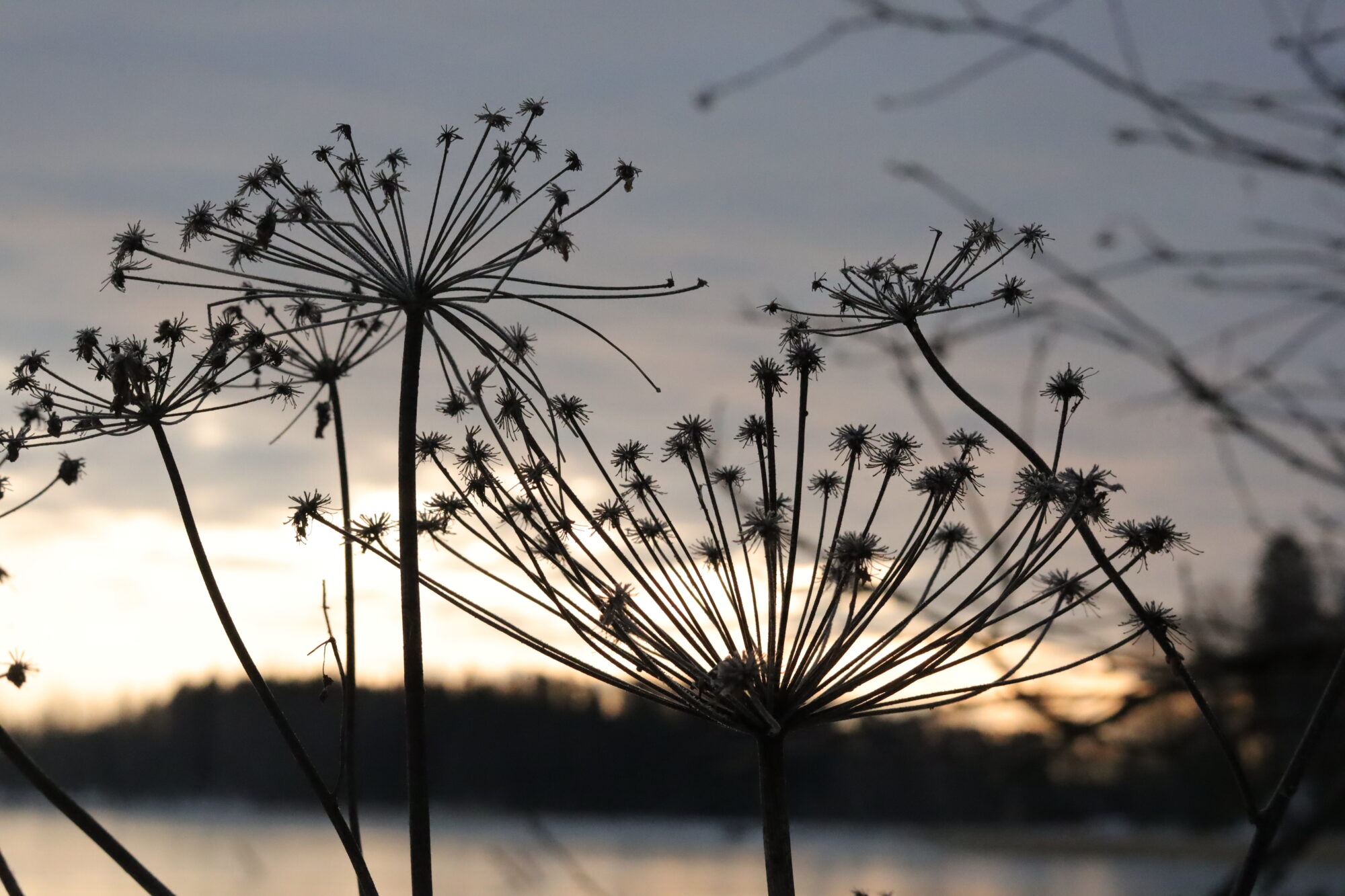 Valokuvaaja: Armi Järvinen