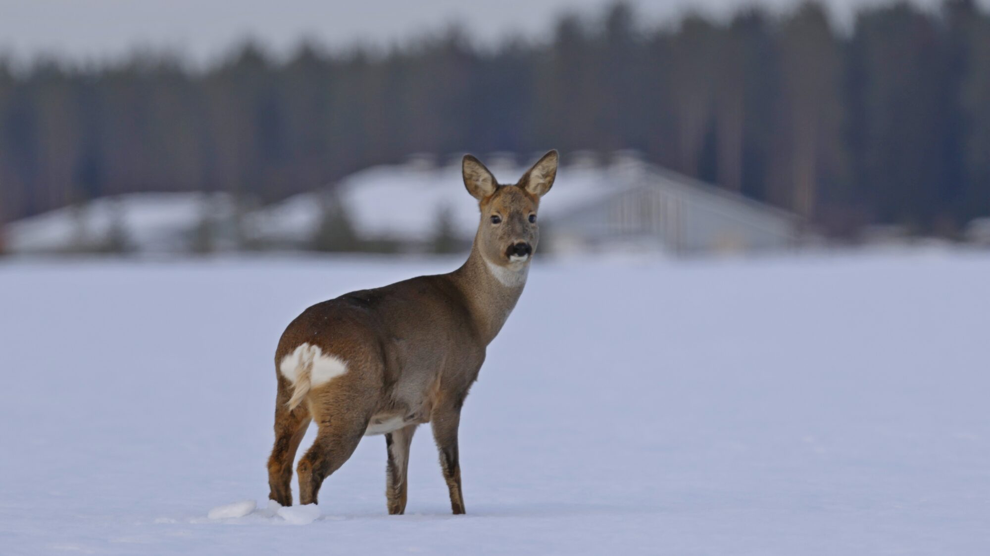 Valokuvaaja: TOMMI KUJALA
