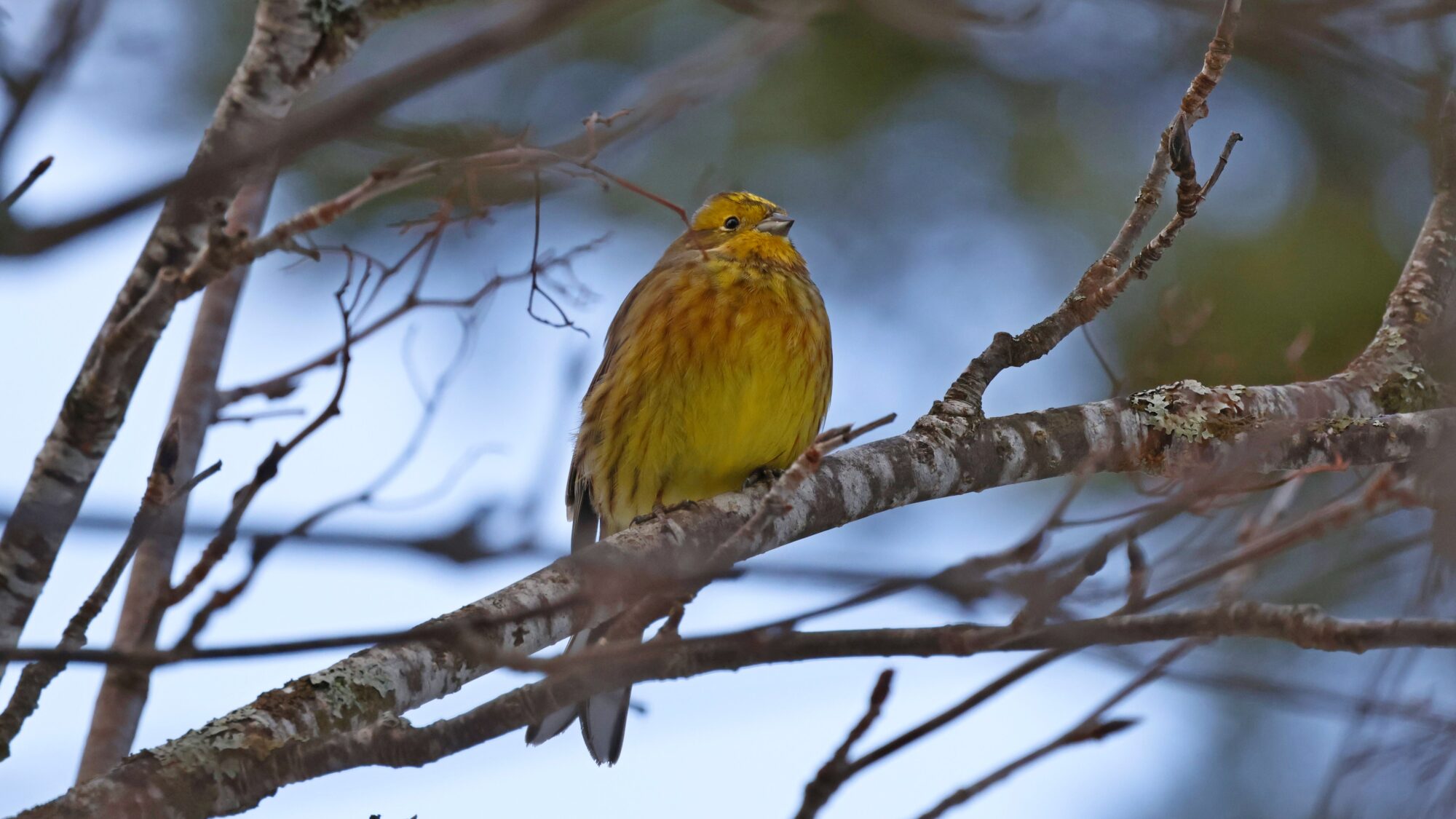 Valokuvaaja: TOMMI KUJALA