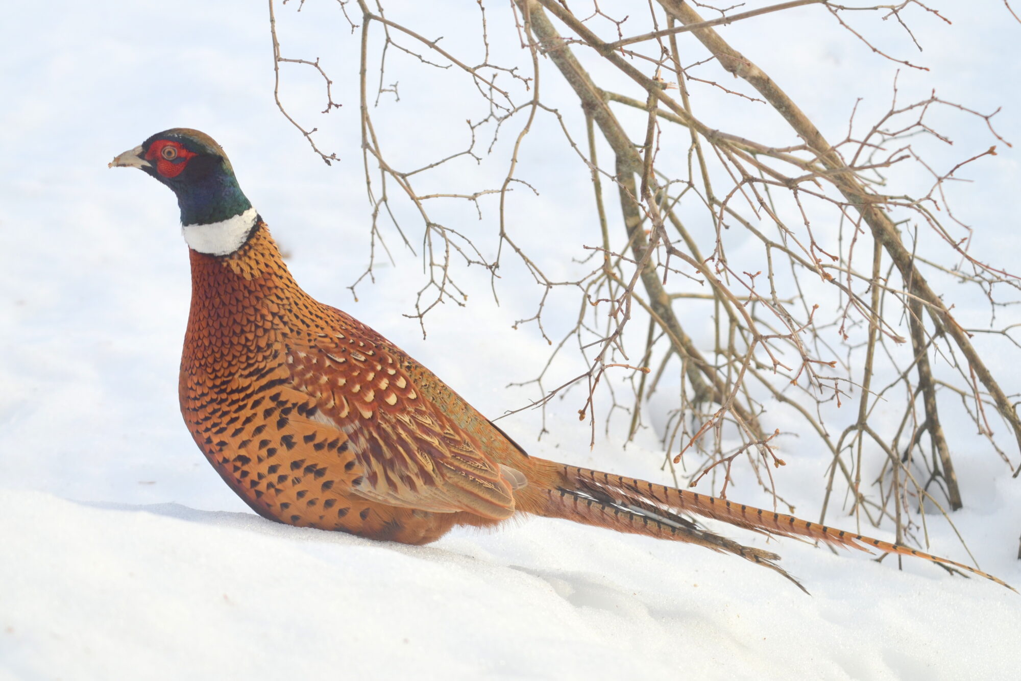 Valokuvaaja: Kaarlo Asikainen