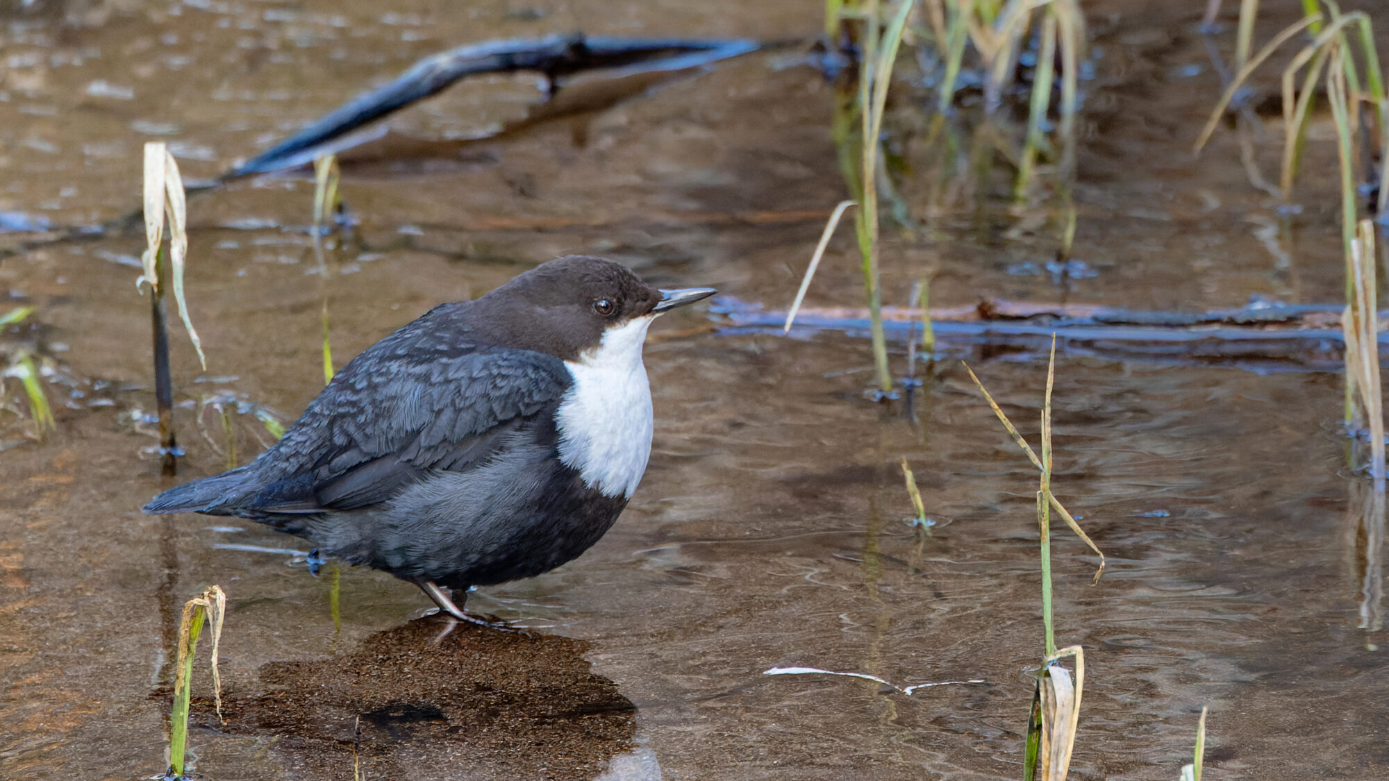 Valokuvaaja: TOMMI KUJALA