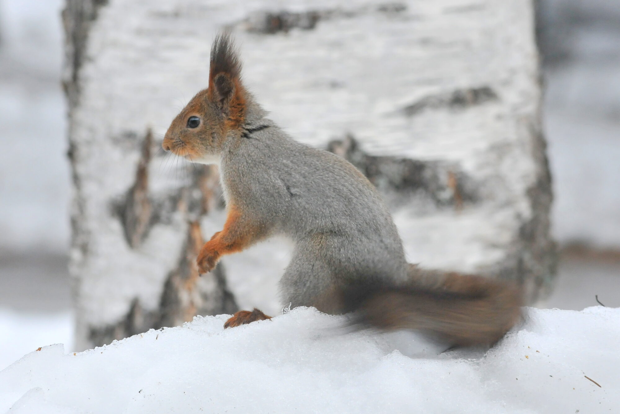 Valokuvaaja: Kaarlo Asikainen