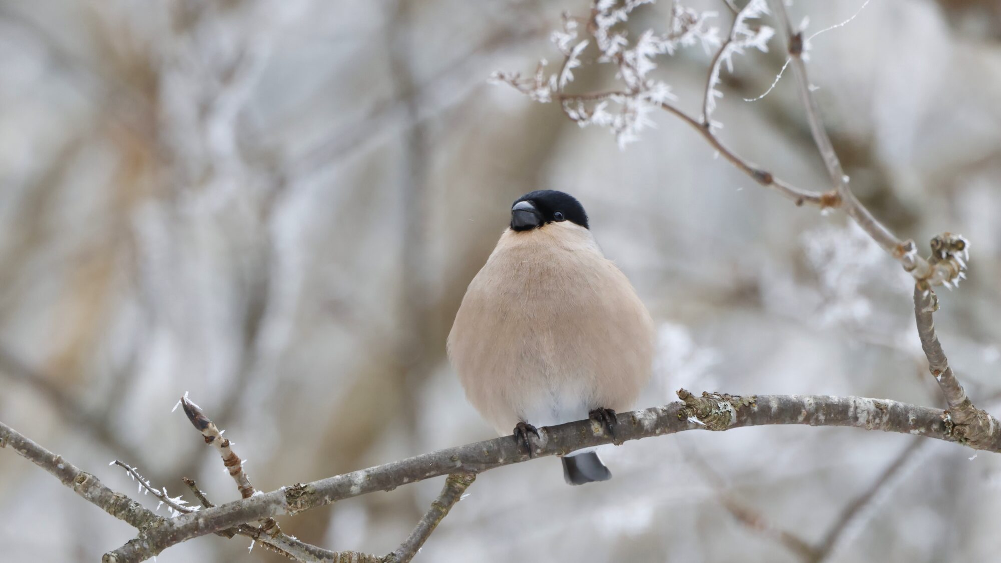 Valokuvaaja: TOMMI KUJALA