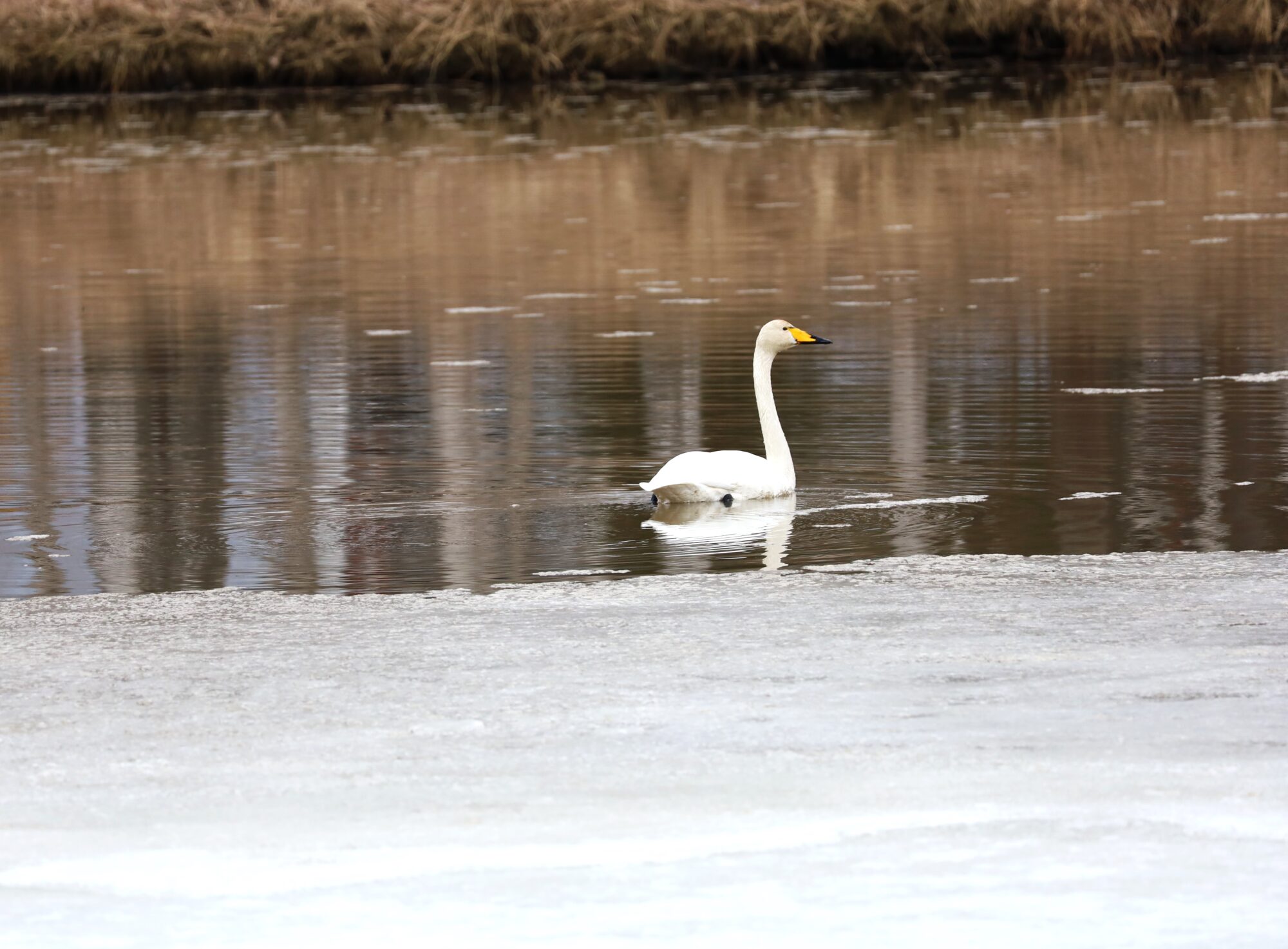 Valokuvaaja: Armi Järvinen