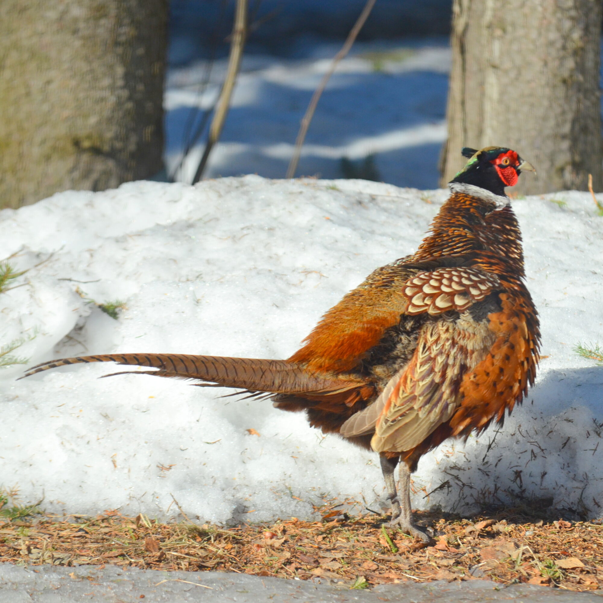 Valokuvaaja: Kaarlo Asikainen