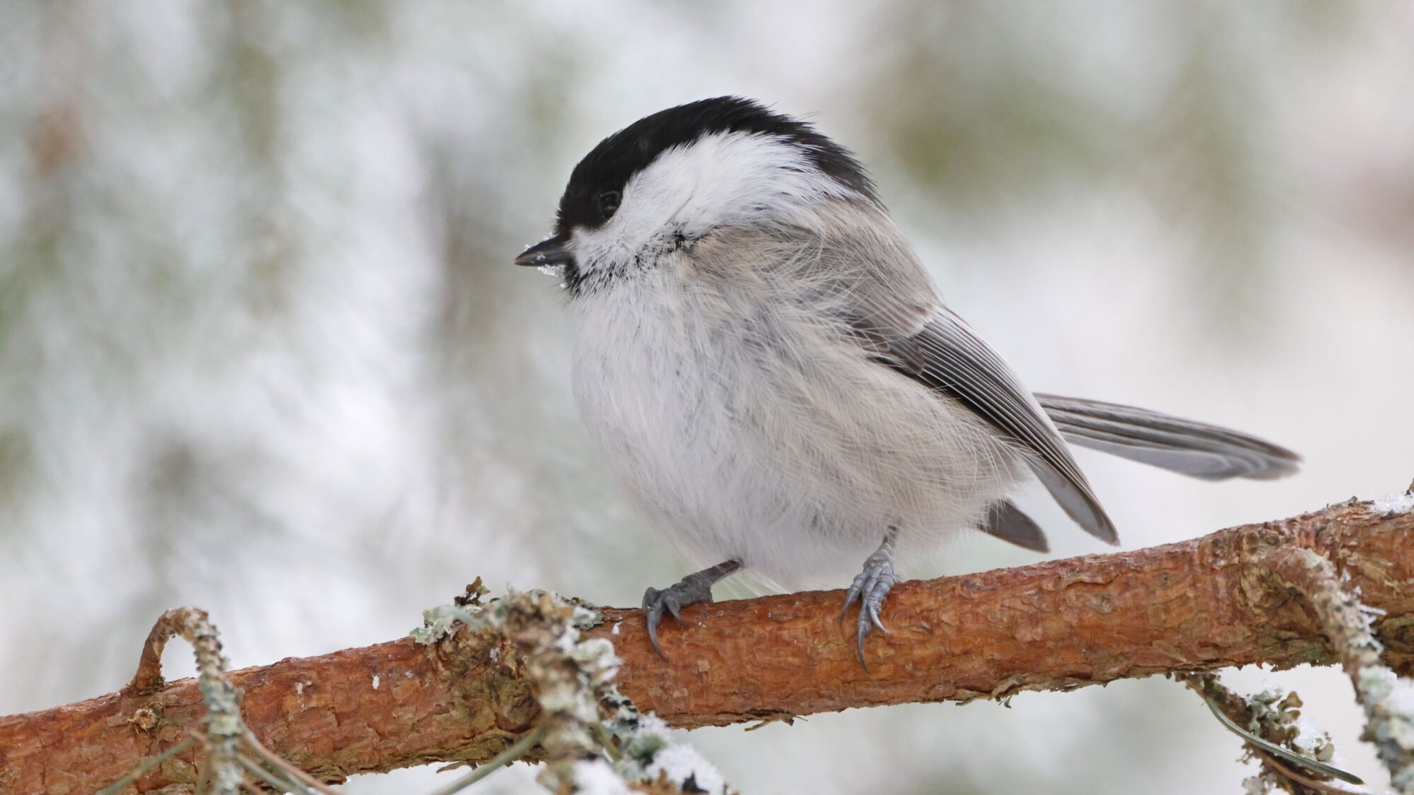 Valokuvaaja: TOMMI KUJALA