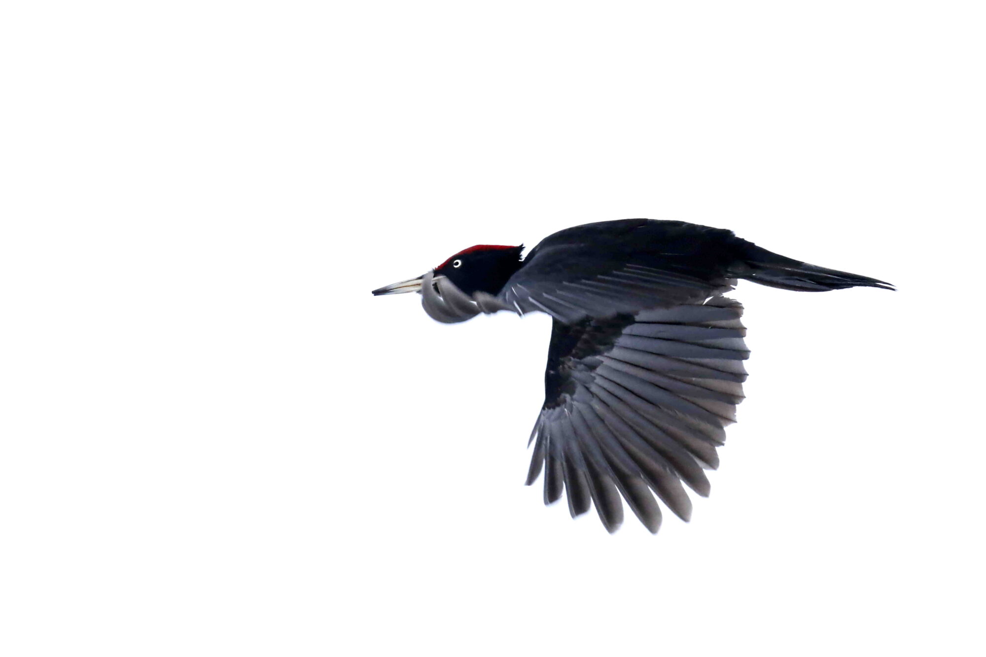 Valokuvaaja: Antero Tykkyläinen Valokuvaaja: Antero Tykkyläinen