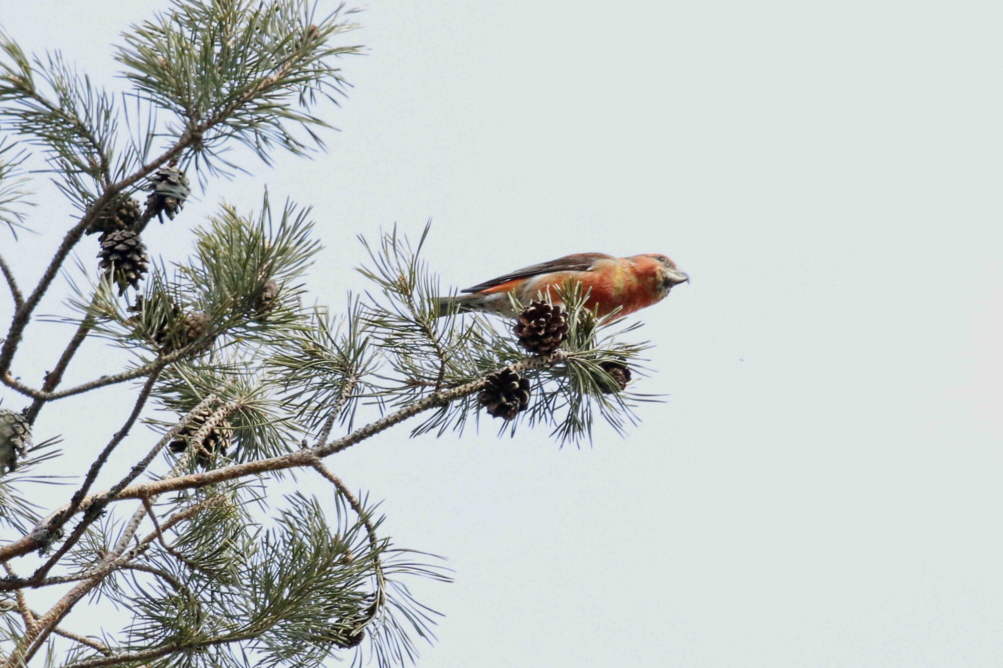 Valokuvaaja: Antero Tykkyläinen Valokuvaaja: Antero Tykkyläinen