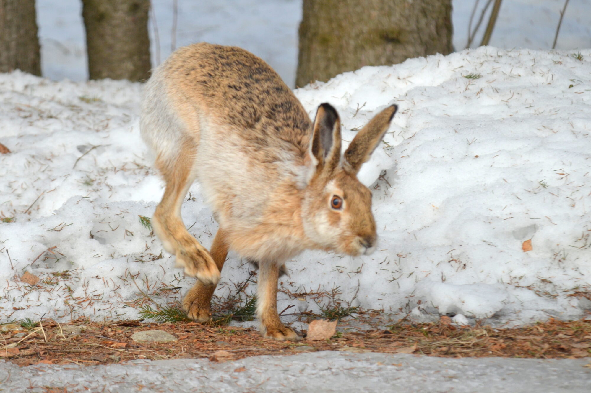 Valokuvaaja: Kaarlo Asikainen